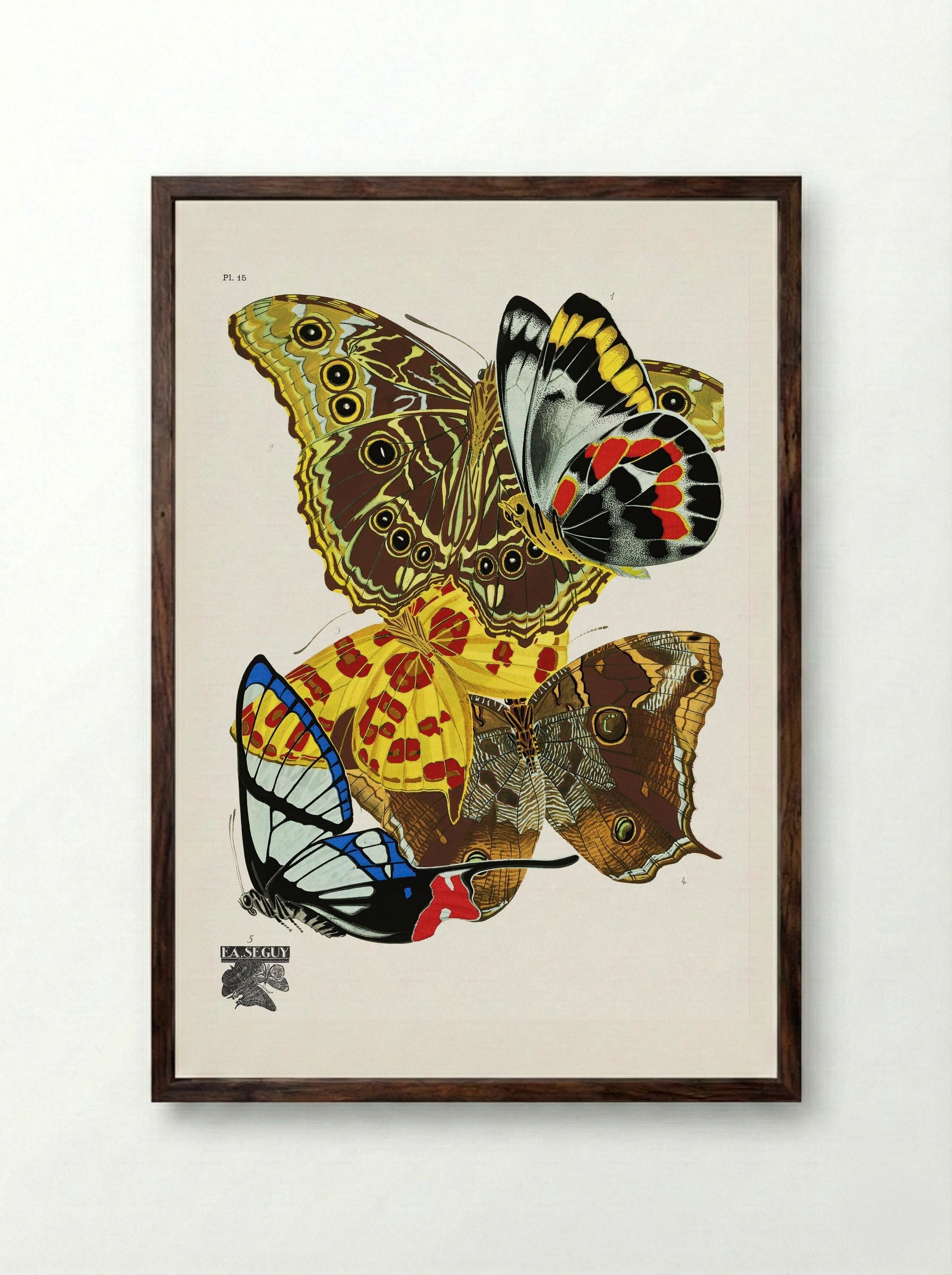Butterflies (Plate 15) - Émile-Allain Séguy - Framed Print Dark Wood