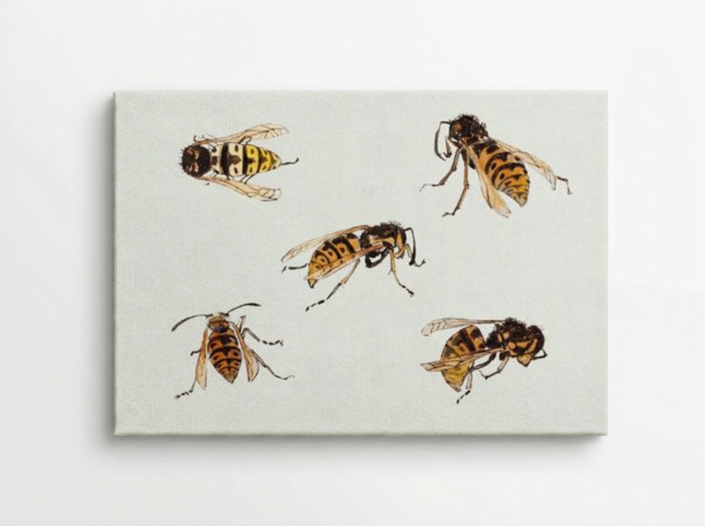 Studies of Wasps - Julie de Graag - Canvas