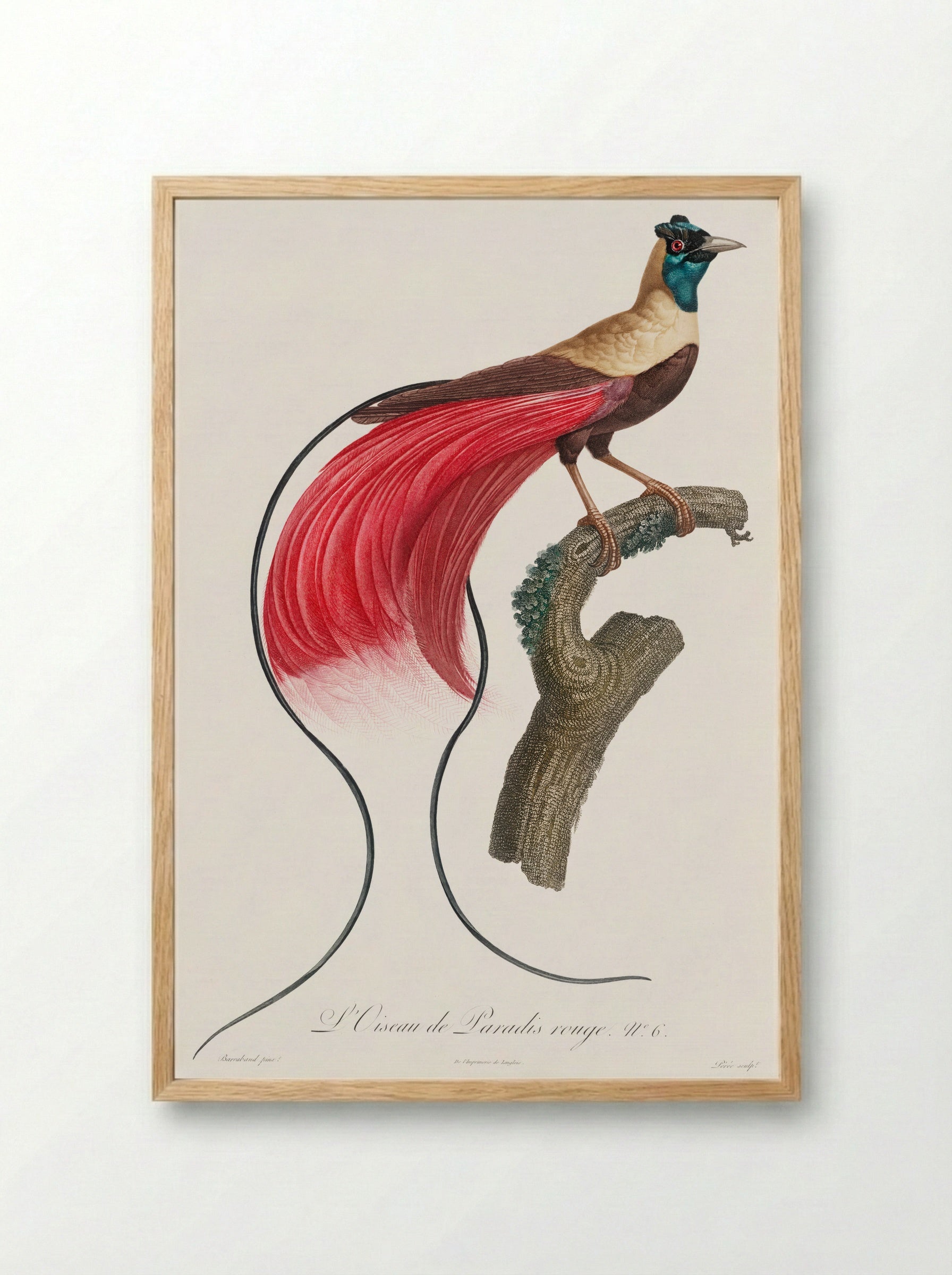 Red Bird of Paradise - Jacques Barraband - Framed Print Wood