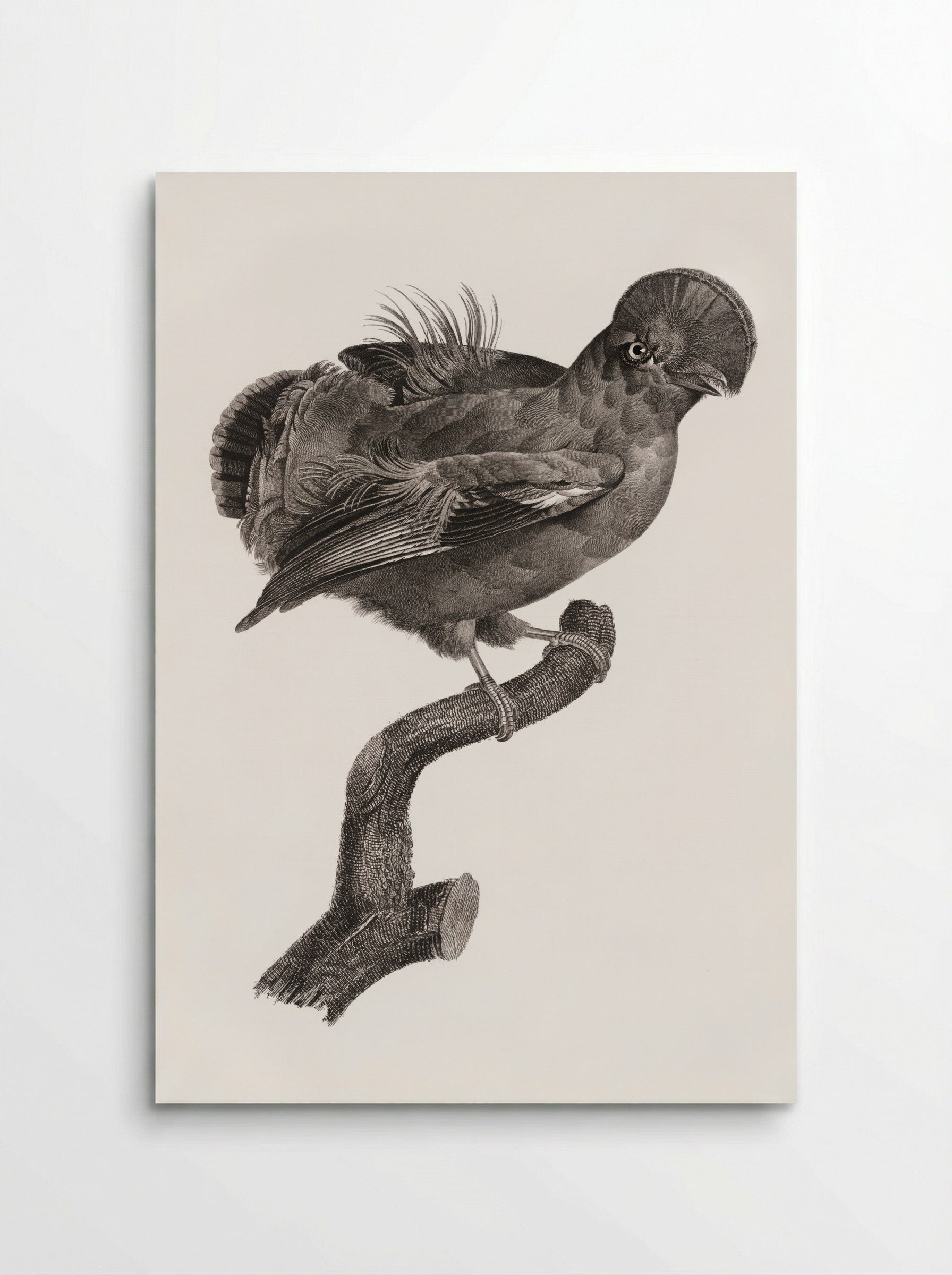 Guianan Cock-of-the-Rock, Male - Jacques Barraband - Poster