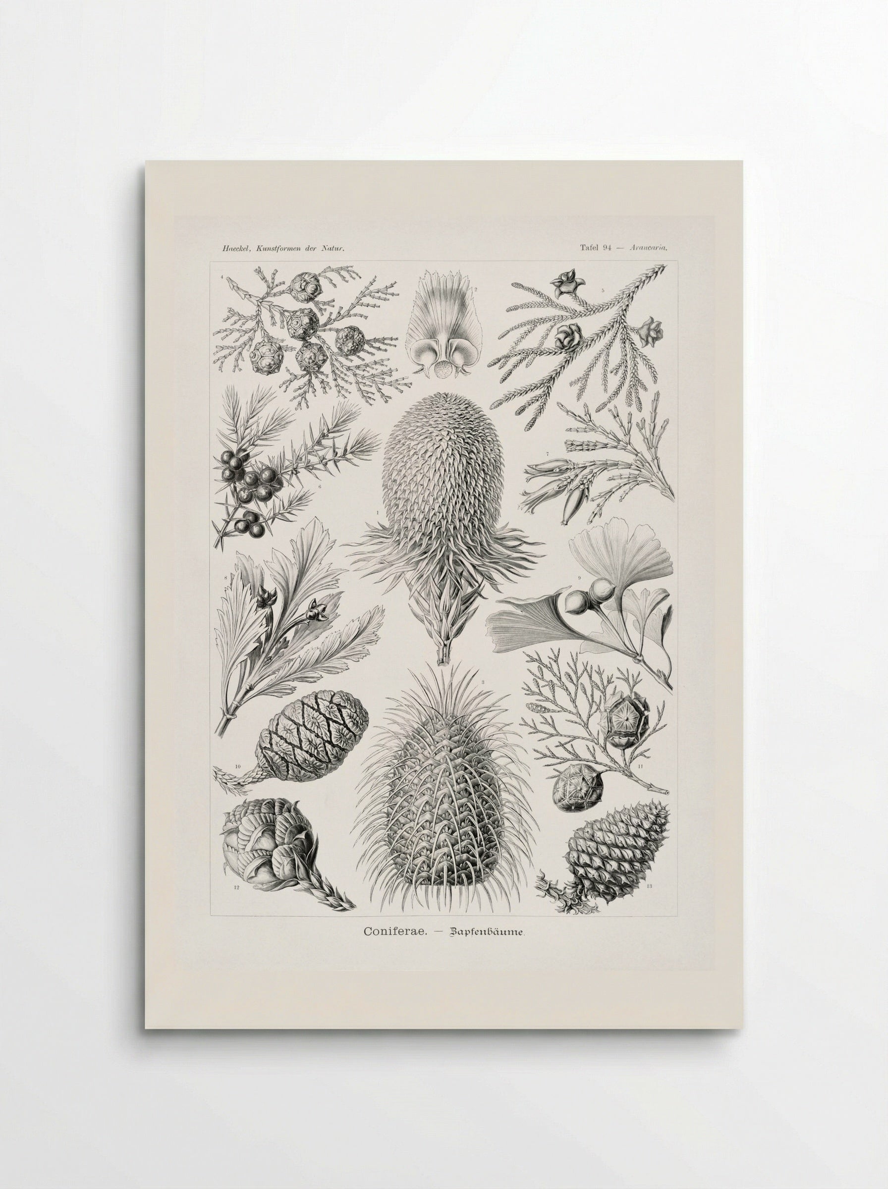 Coniferae-Bapfenbäume (1904) - Ernst Haeckel - Poster