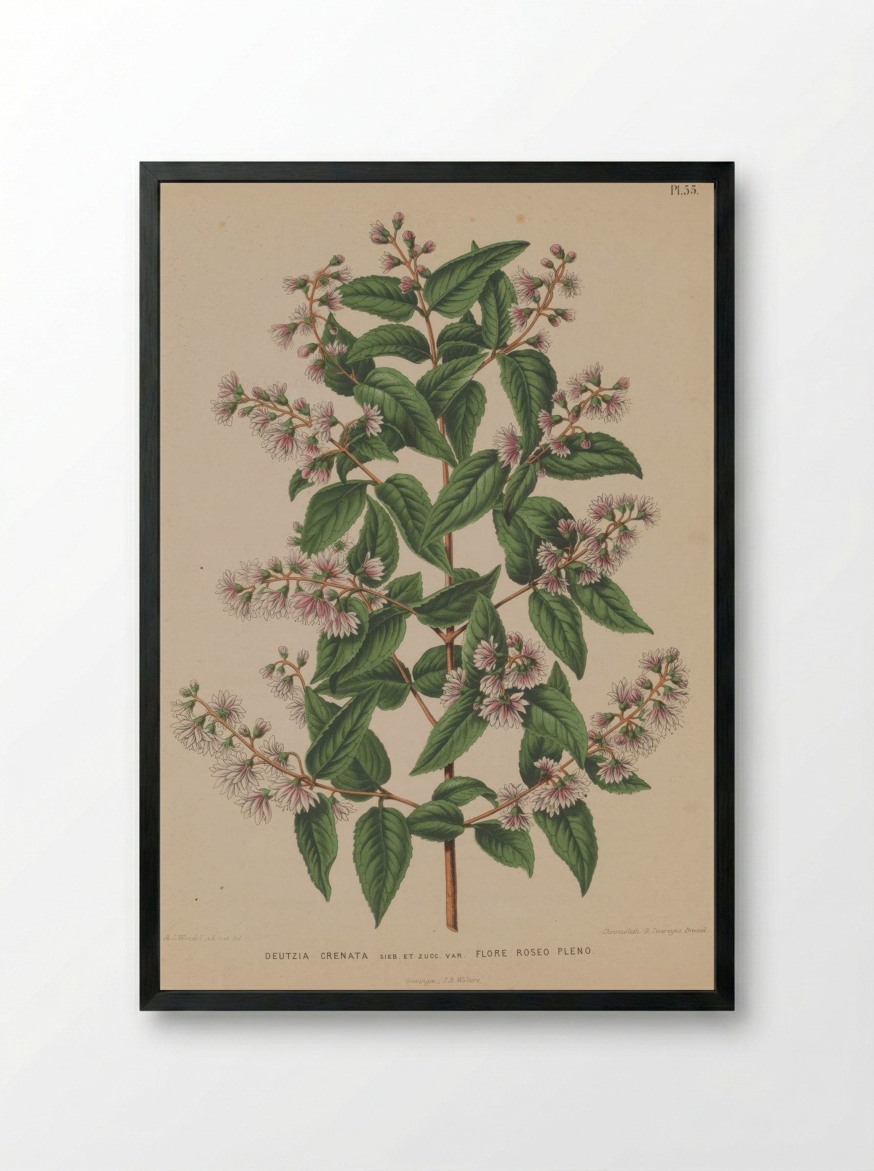 Deutzia Crenata Siebold Zucc. - A. J. Wendel - Framed Print Black