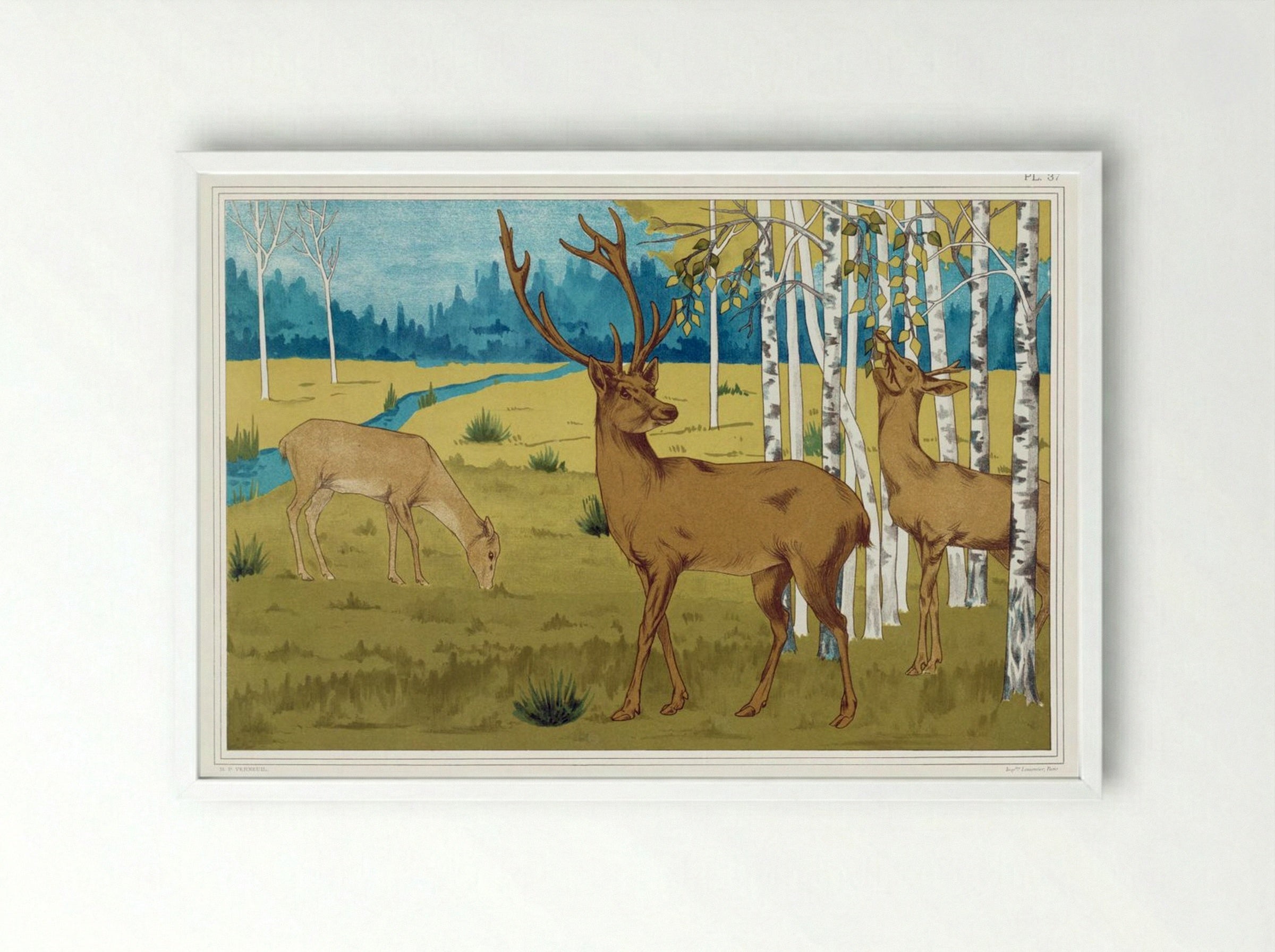 Cerfs (Deer) from L'animal dans la décoration - Maurice Pillard Verneuil - Framed Print White