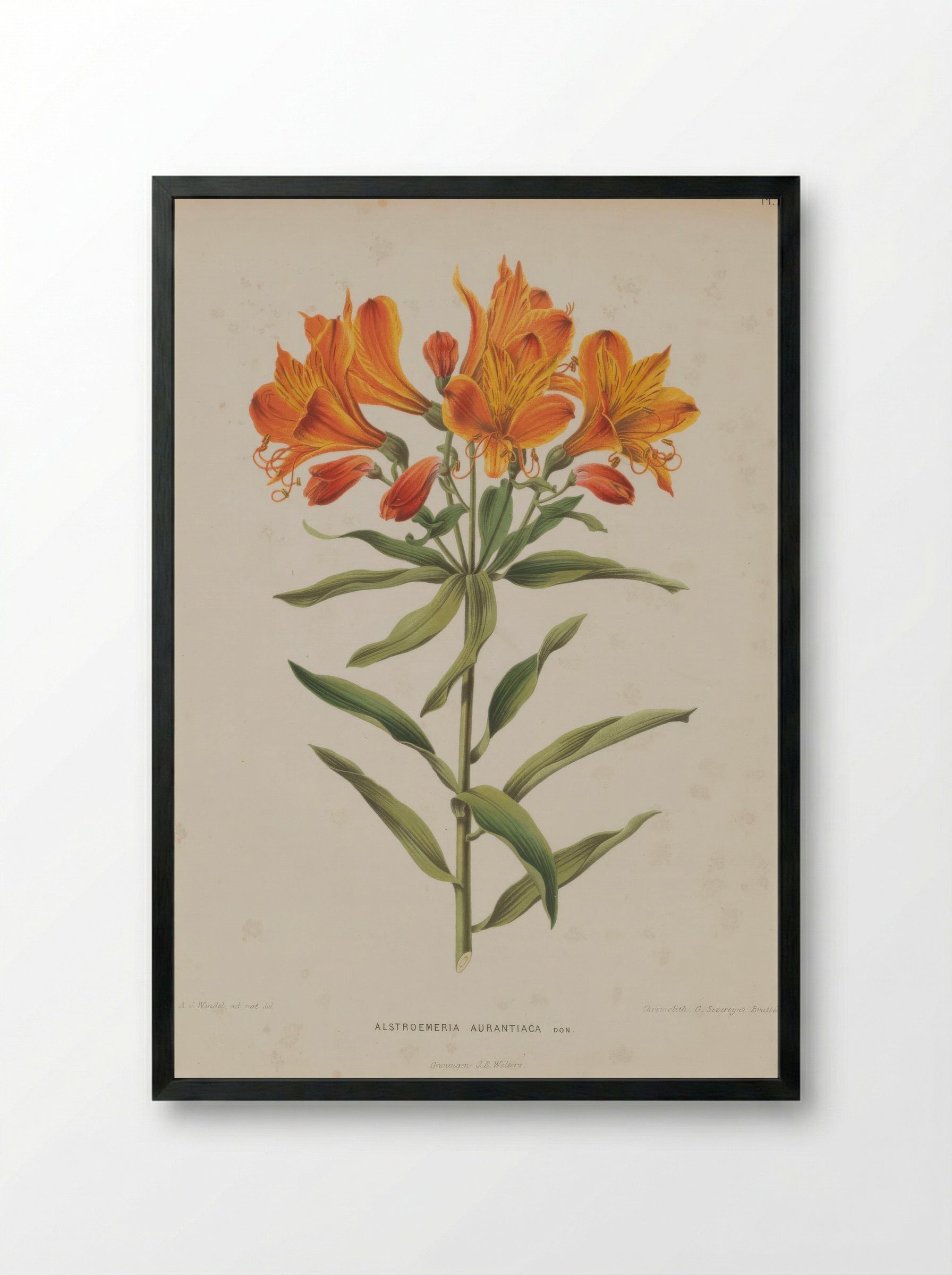 Alstroemeria Aurea Graham - A. J. Wendel - Framed Print Black