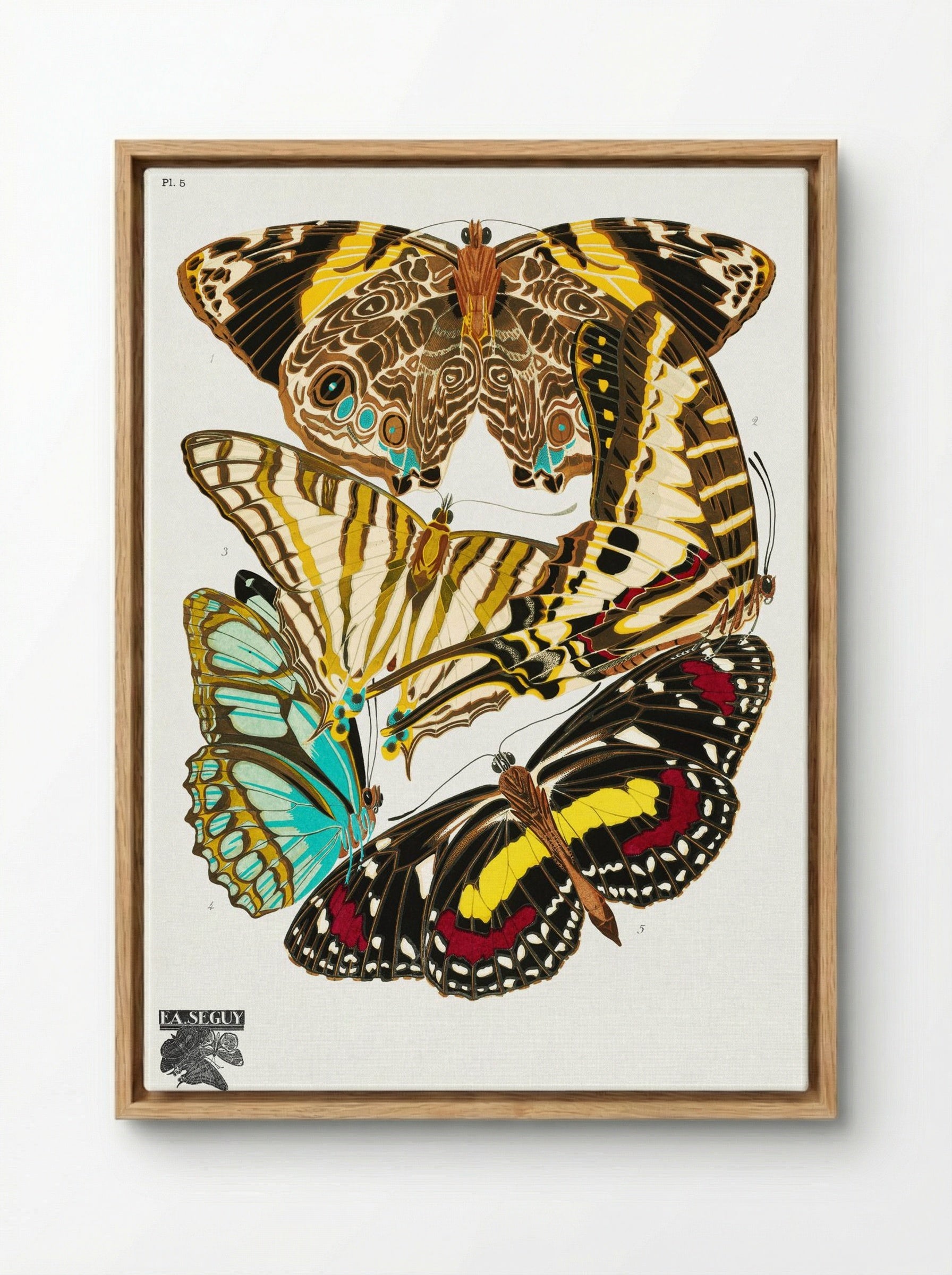Butterflies, Plate 5 - Émile-Allain Séguy - Framed Canvas Wood