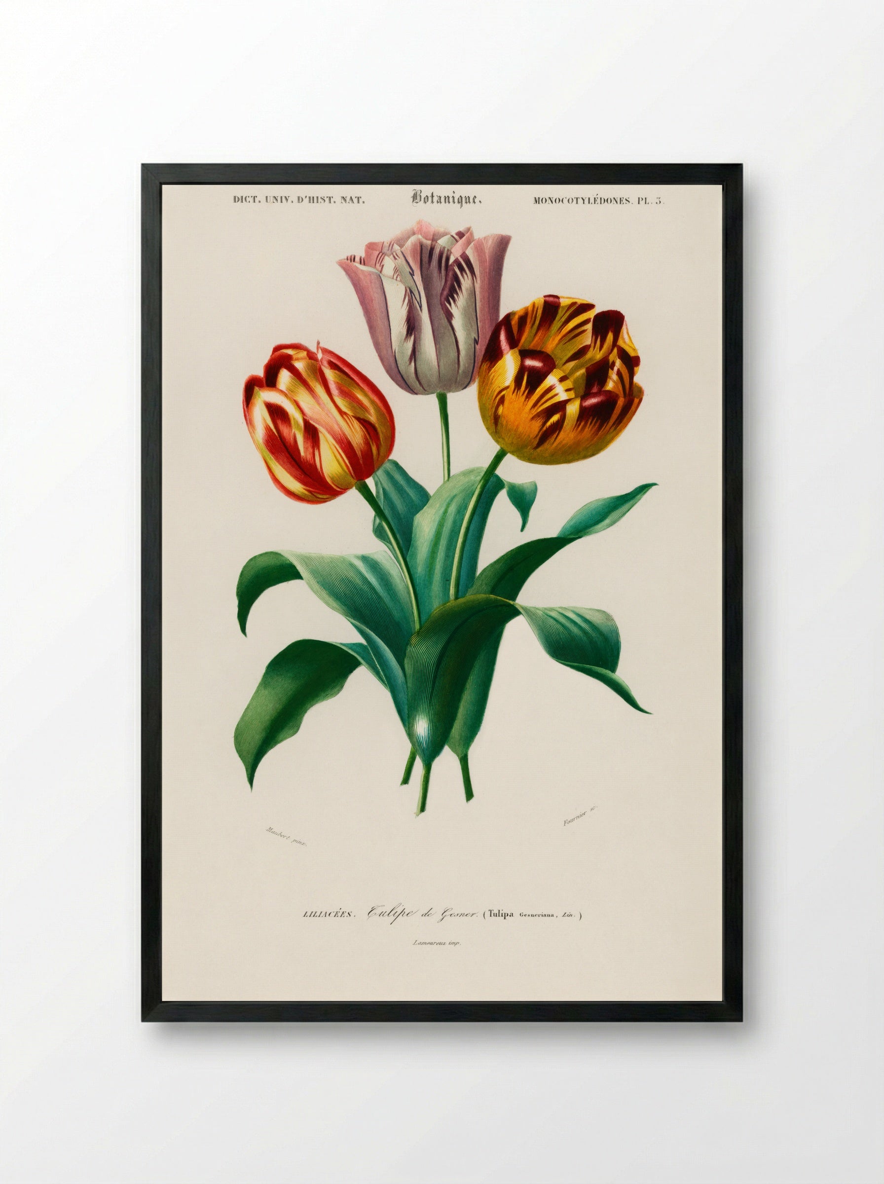 Tulip (Tulipa gesneriana) - Charles Dessalines D'Orbigny - Framed Print Black