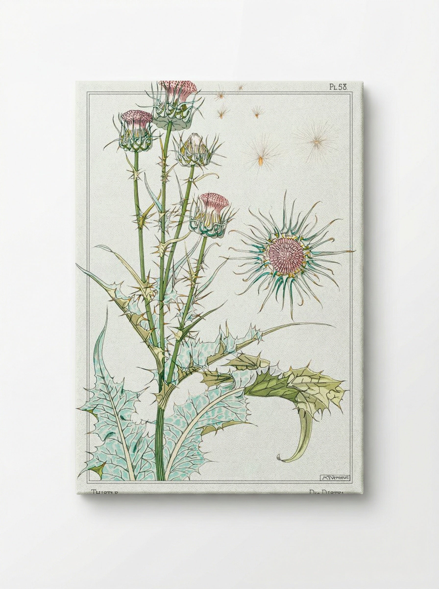 Chardon (Thistle) from La Plante et ses Applications ornementales - Maurice Pillard Verneuil - Canvas