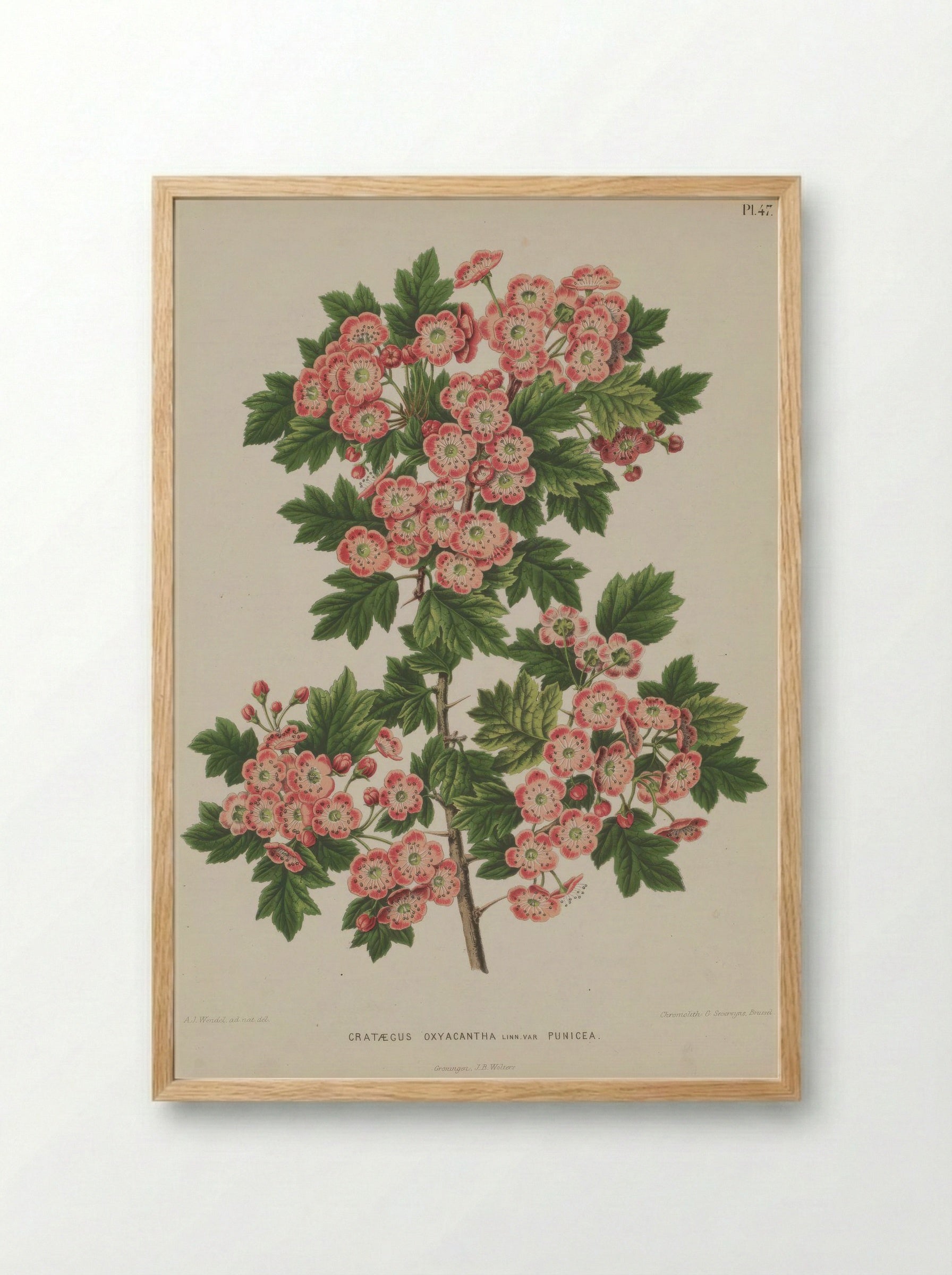 Crataegus Oxyacantha L. - A. J. Wendel - Framed Print Wood