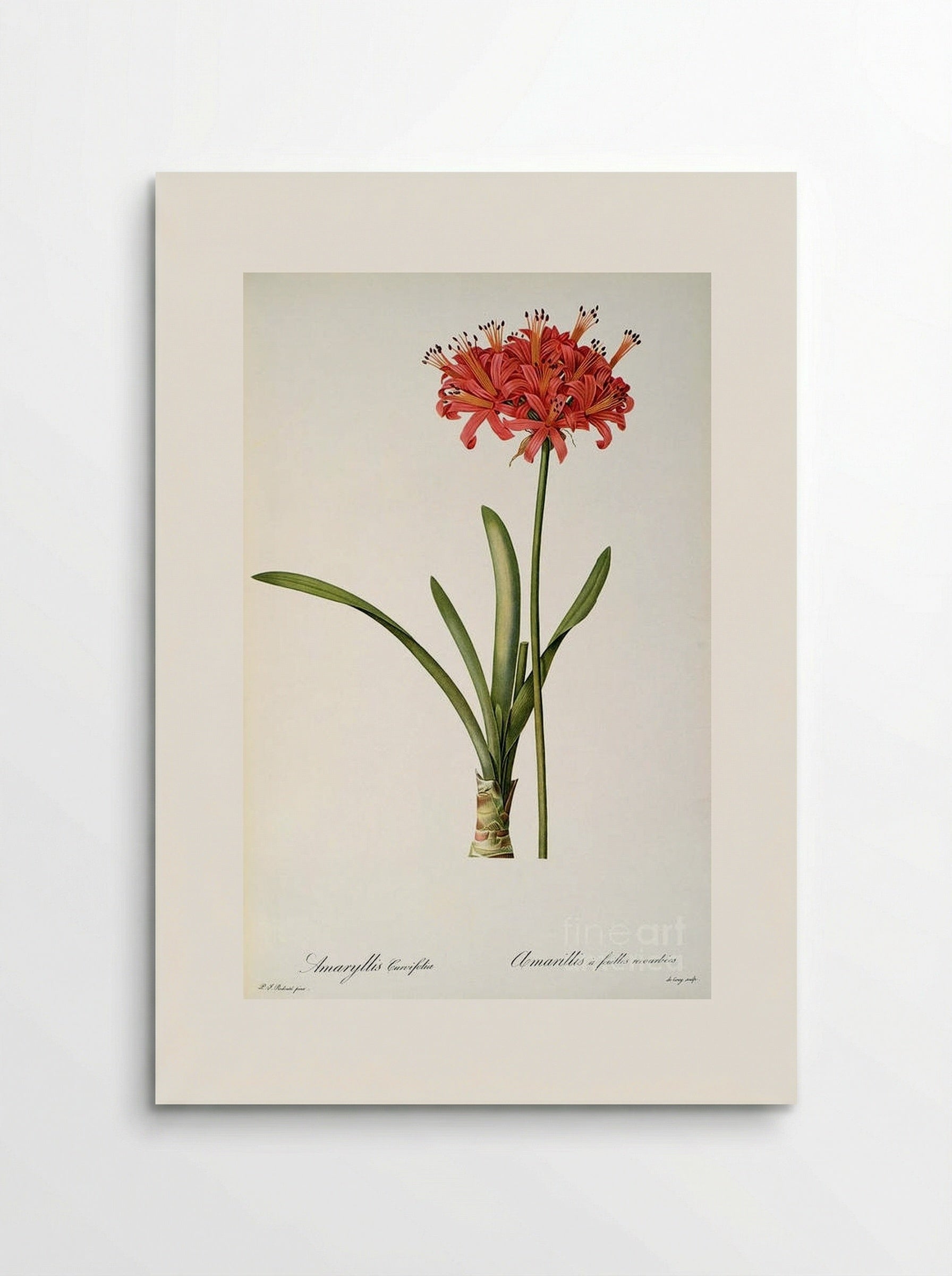 Amaryllis Curvifolia - Pierre-Joseph Redouté - Poster