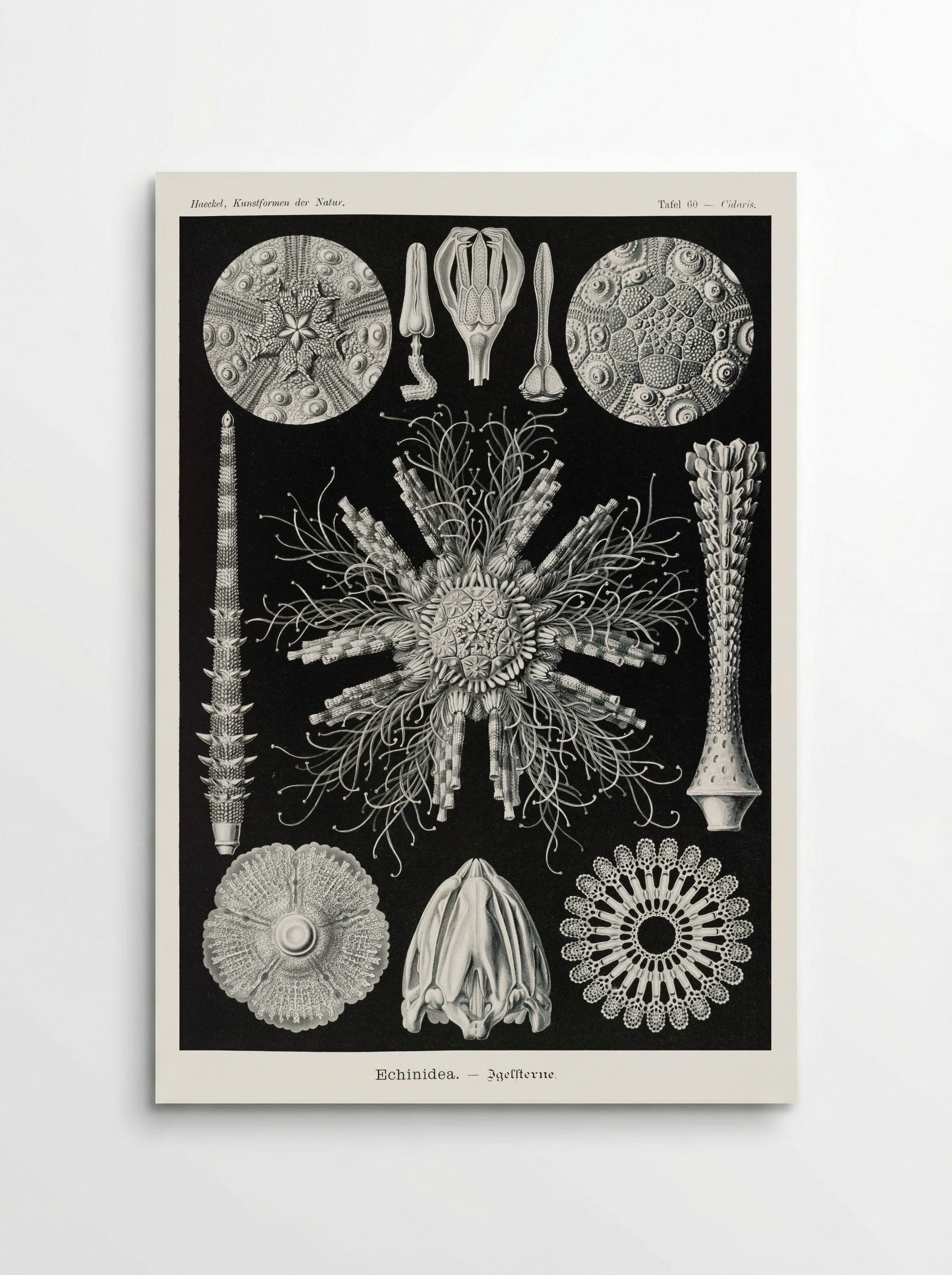 Echinidea-Igelsterne (1904) - Ernst Haeckel - Poster