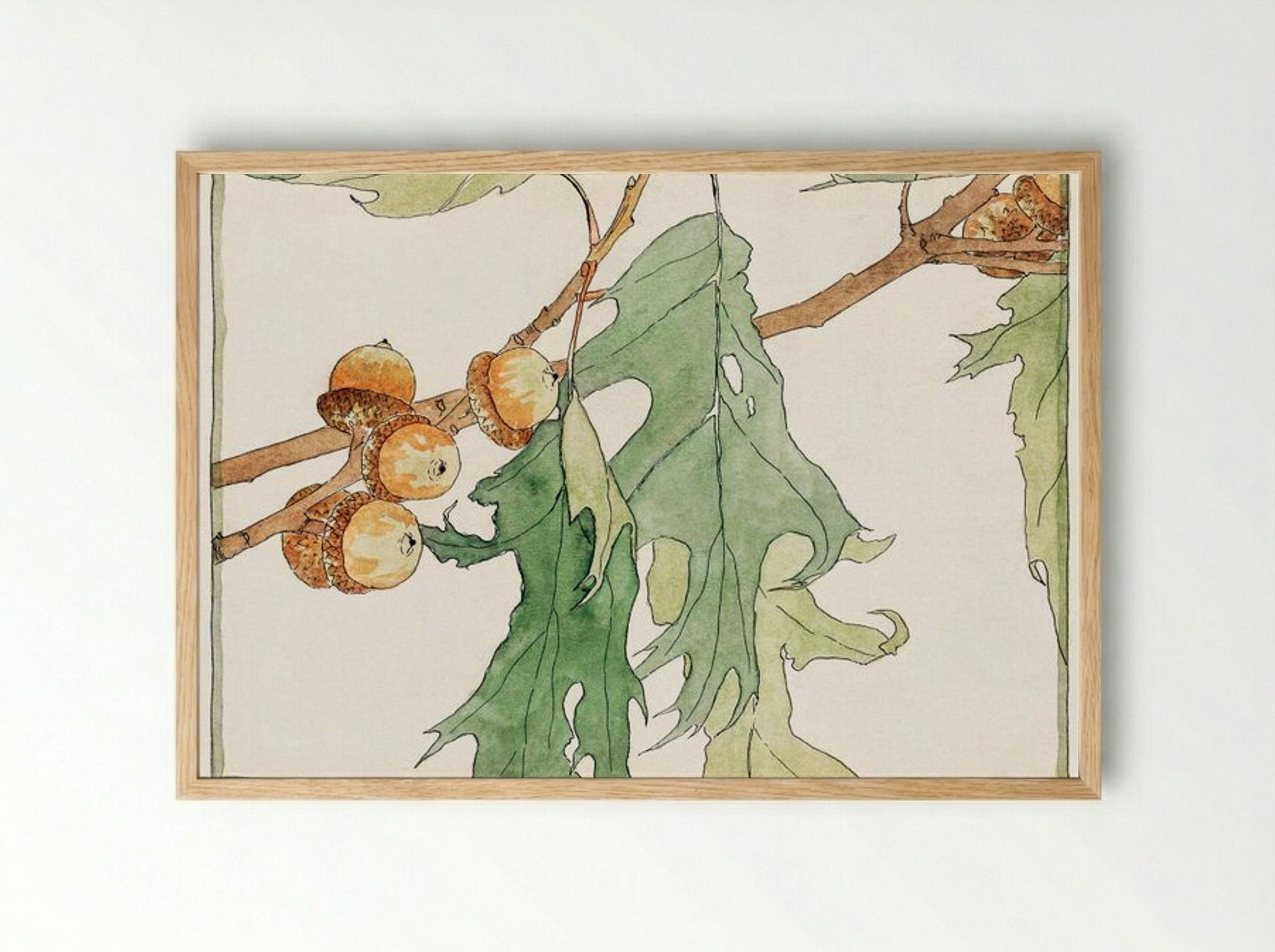 Oak Acorns - Hannah Borger Overbeck - Framed Print Wood