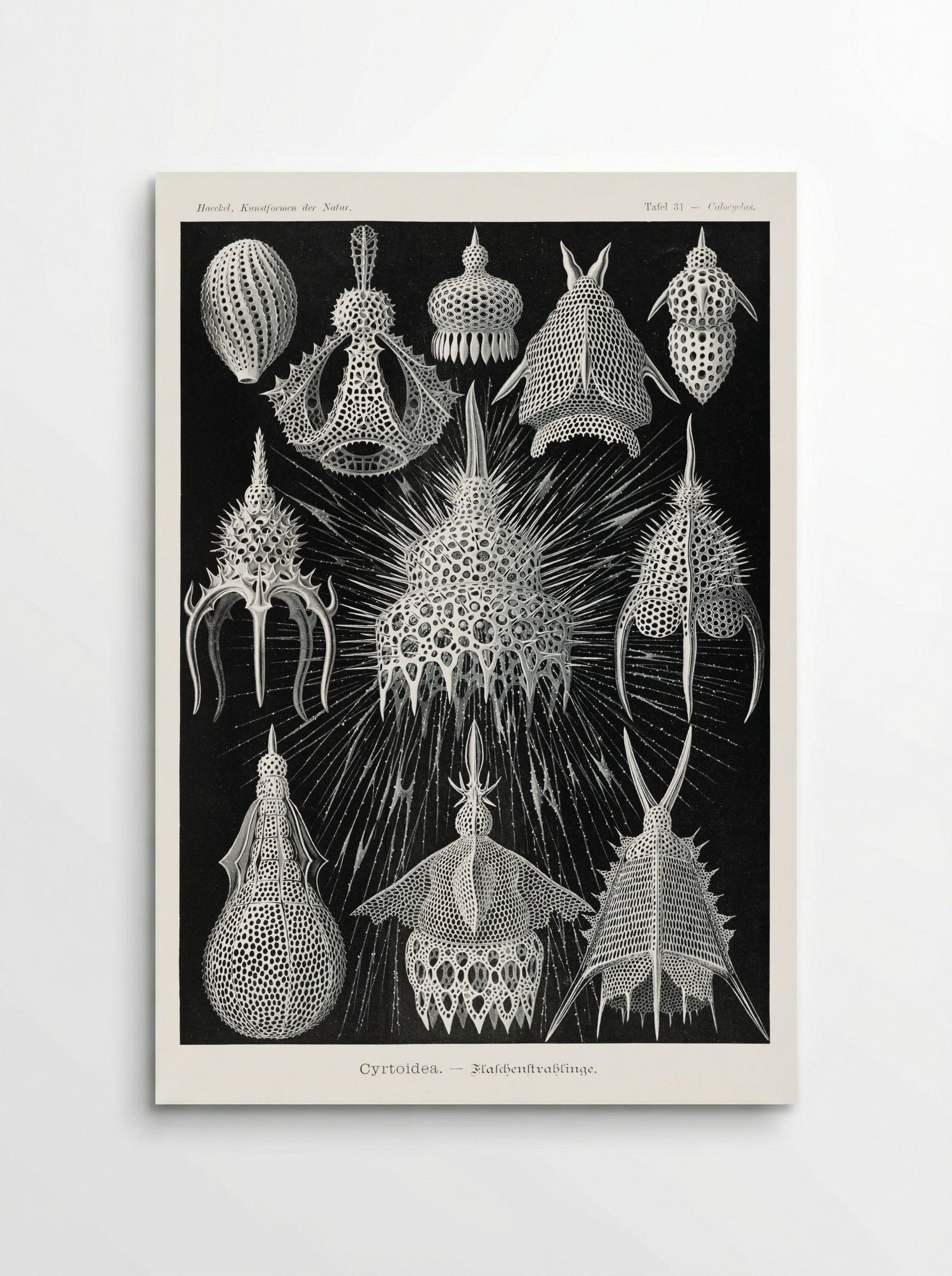 Crytoidea-Flaschenstrahlinge (1904) - Ernst Haeckel - Poster