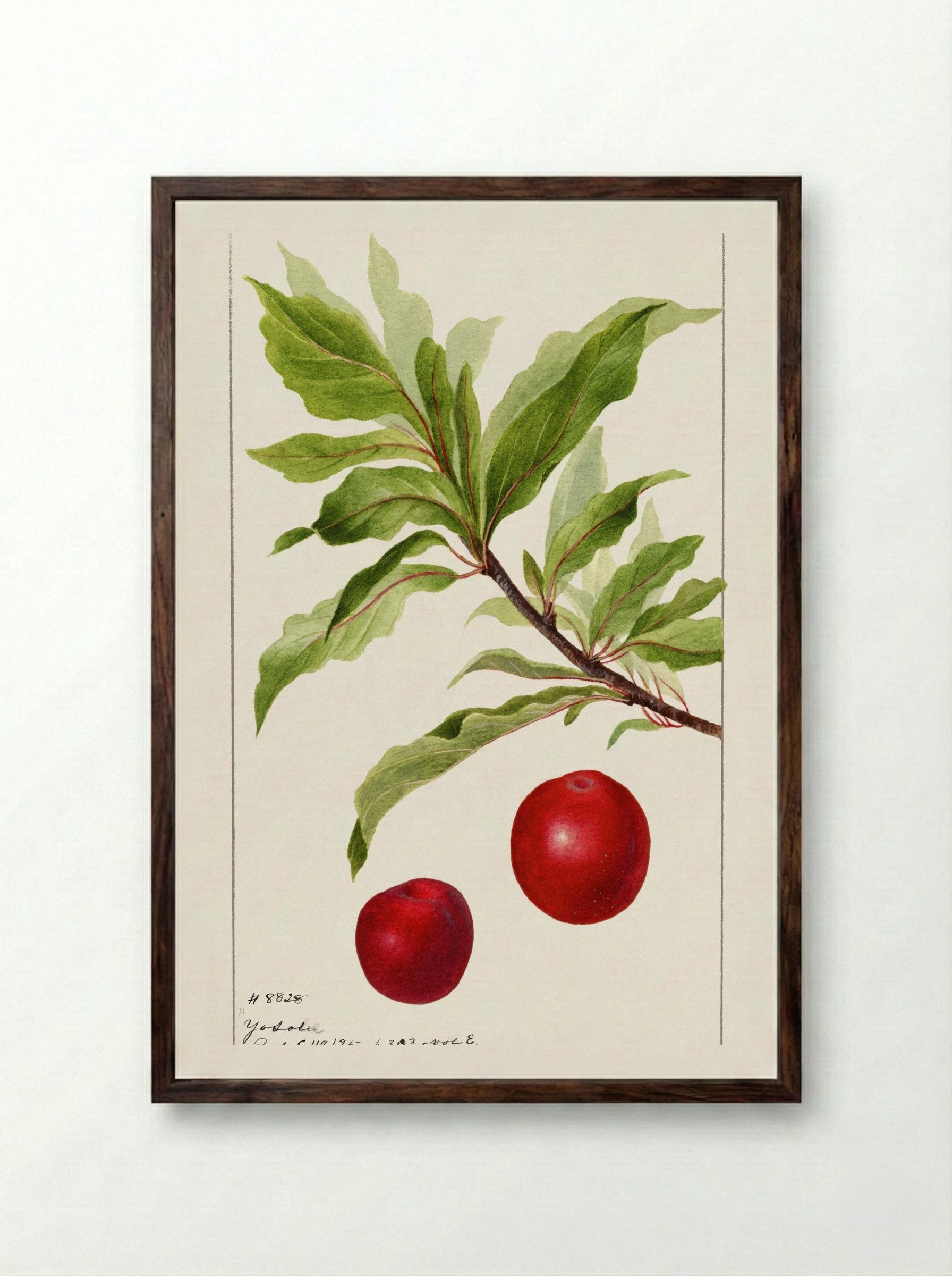 Plums (Prunus Domestica) (1895) - Deborah Griscom Passmore - Framed Print Dark Wood