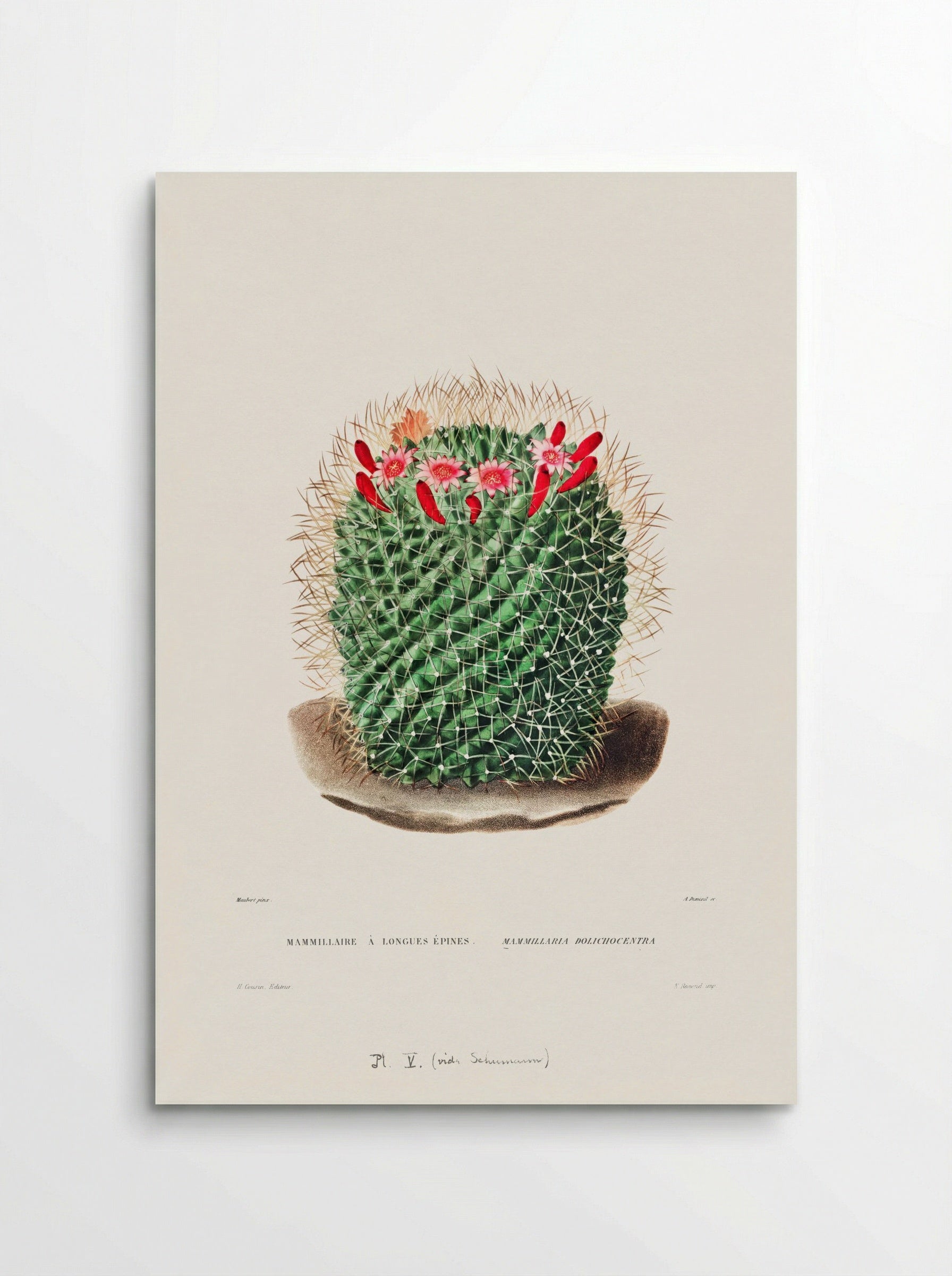 Mammillaria Dolichocentra - Charles Antoine Lemaire - Poster