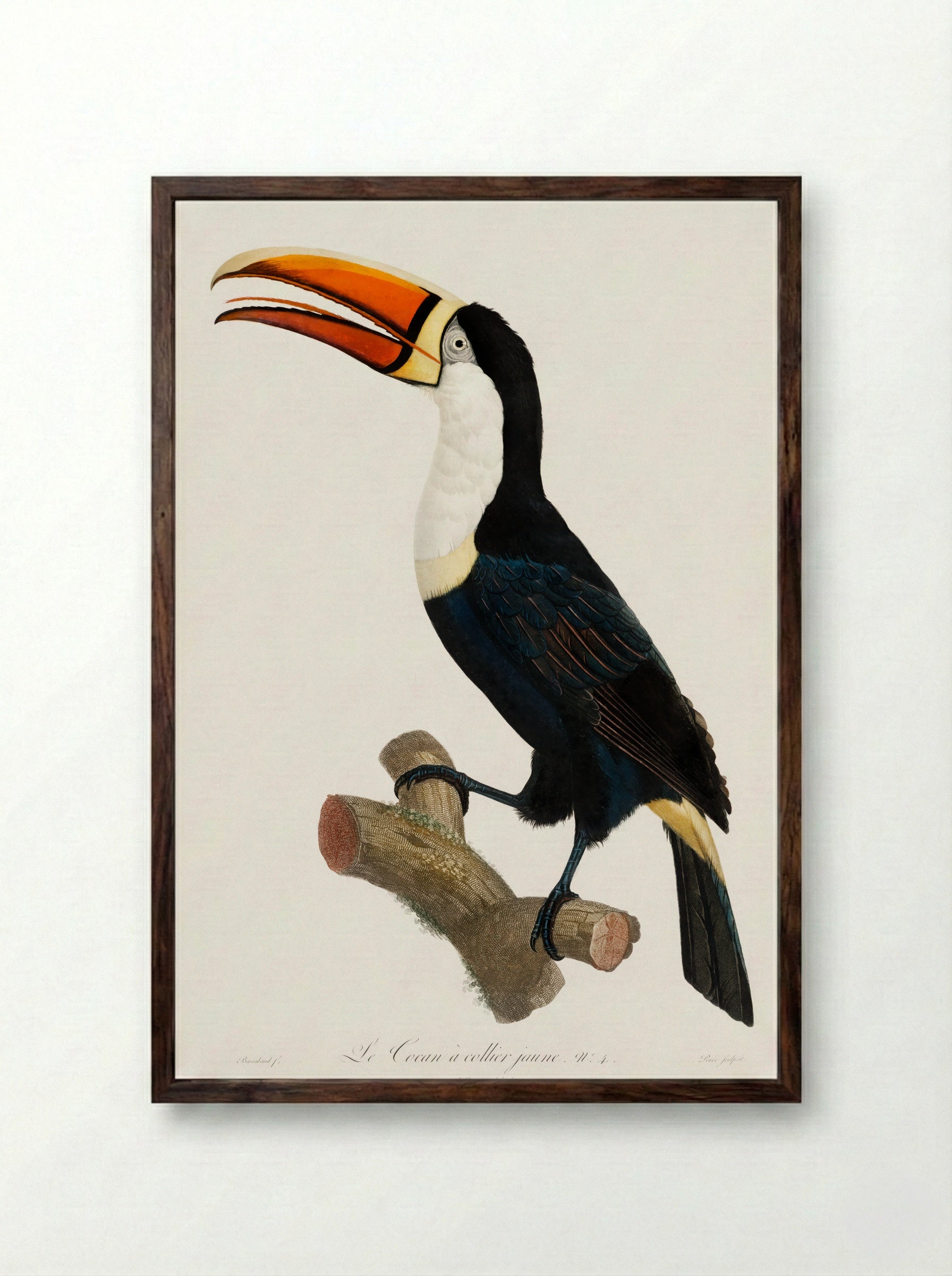 Yellow Necklace Toucan - Jacques Barraband - Framed Print Dark Wood