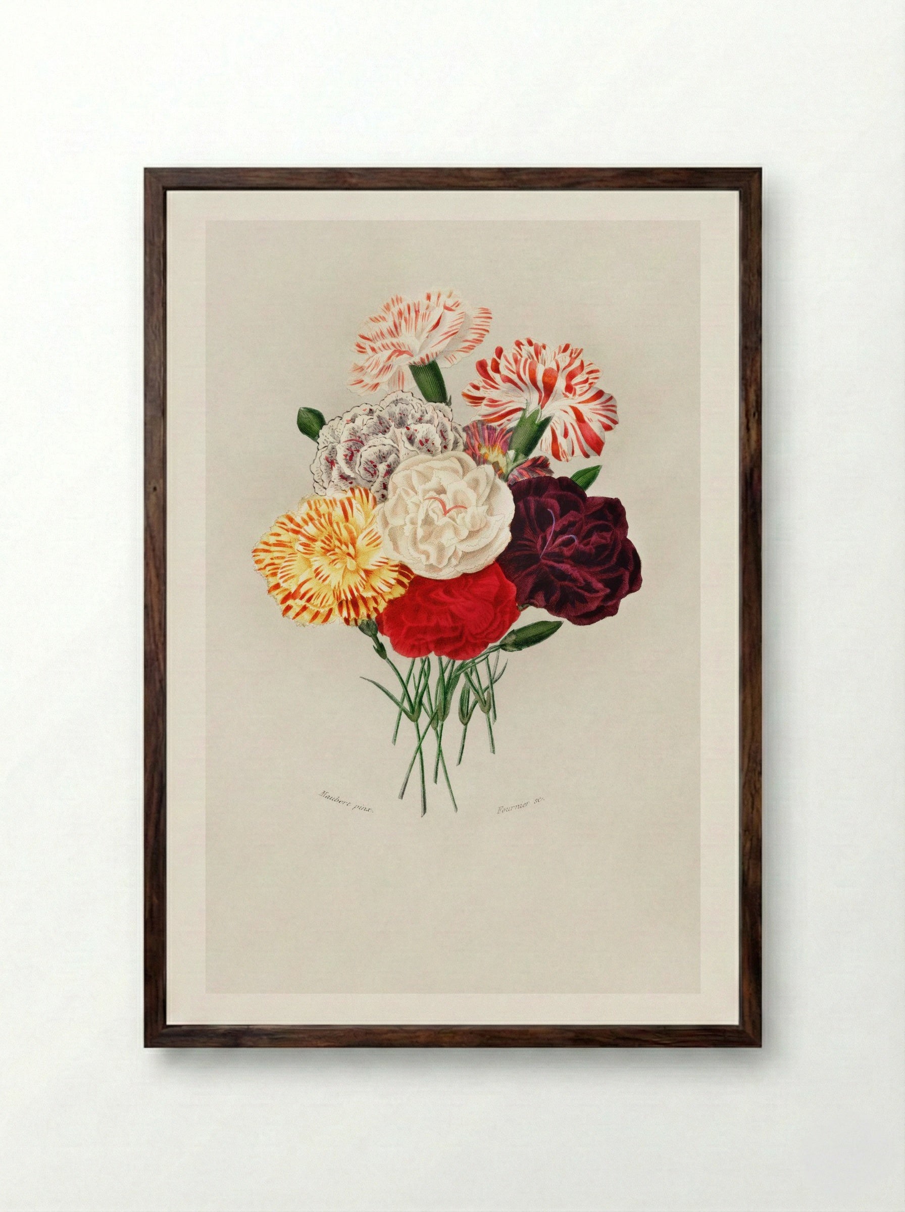 Carnation (Dianthus caryophyllus) - Charles Dessalines D'Orbigny - Framed Print Dark Wood