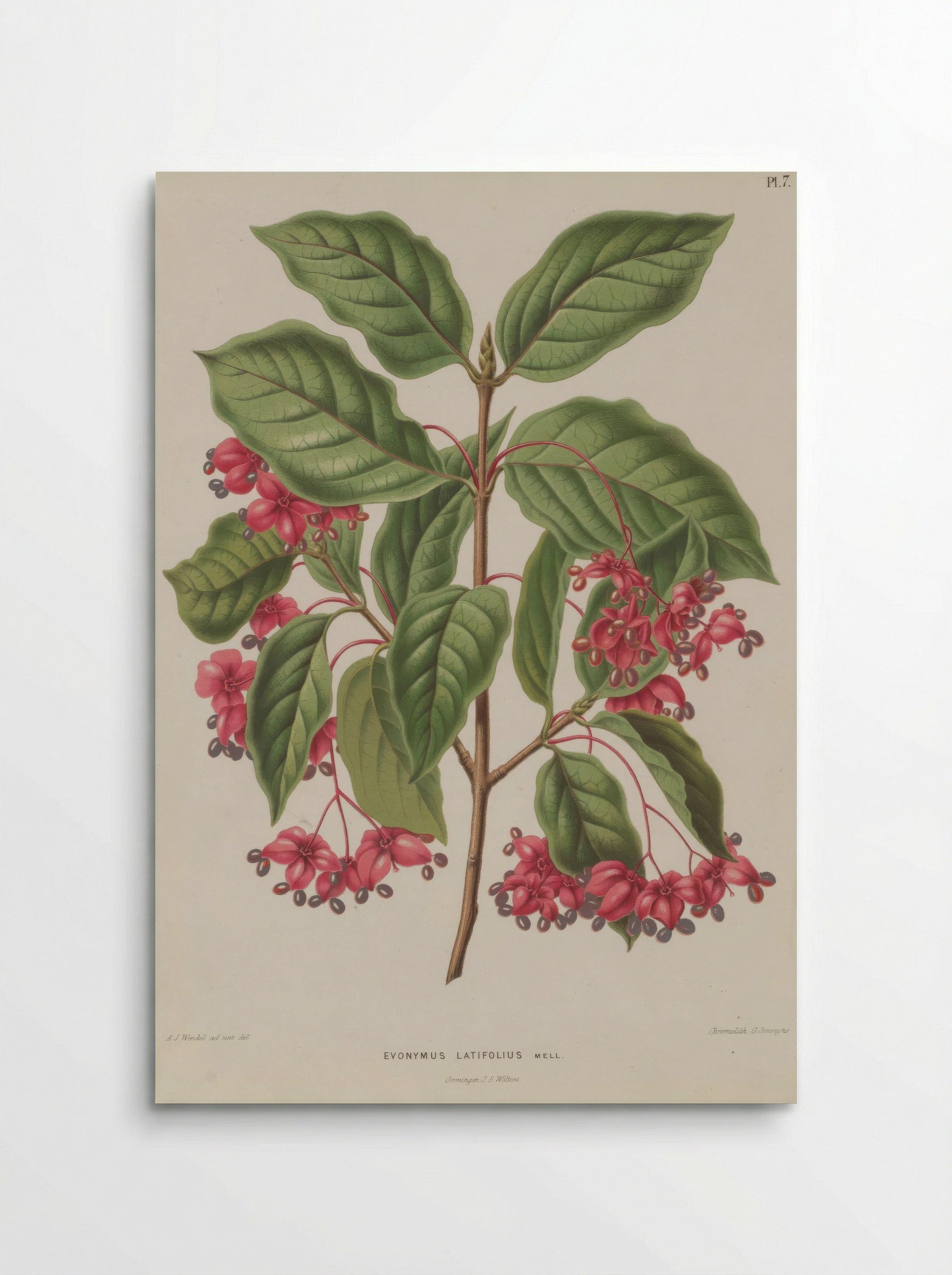 Euonymus Europaeus Var. Latifolius L. - A. J. Wendel - Poster