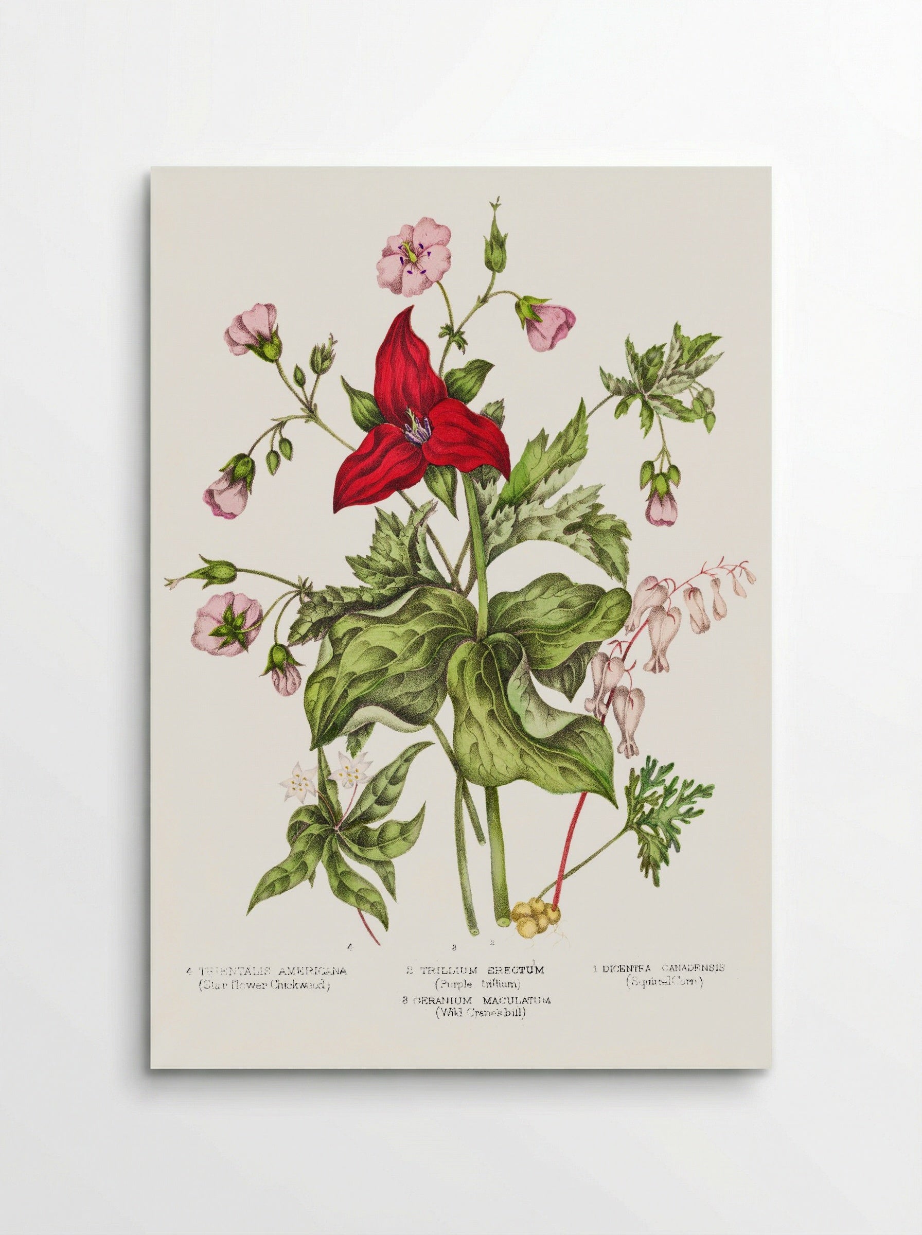 Dicentra Canadensis and Trillium erectum (1869) - Unknown Artist - Poster