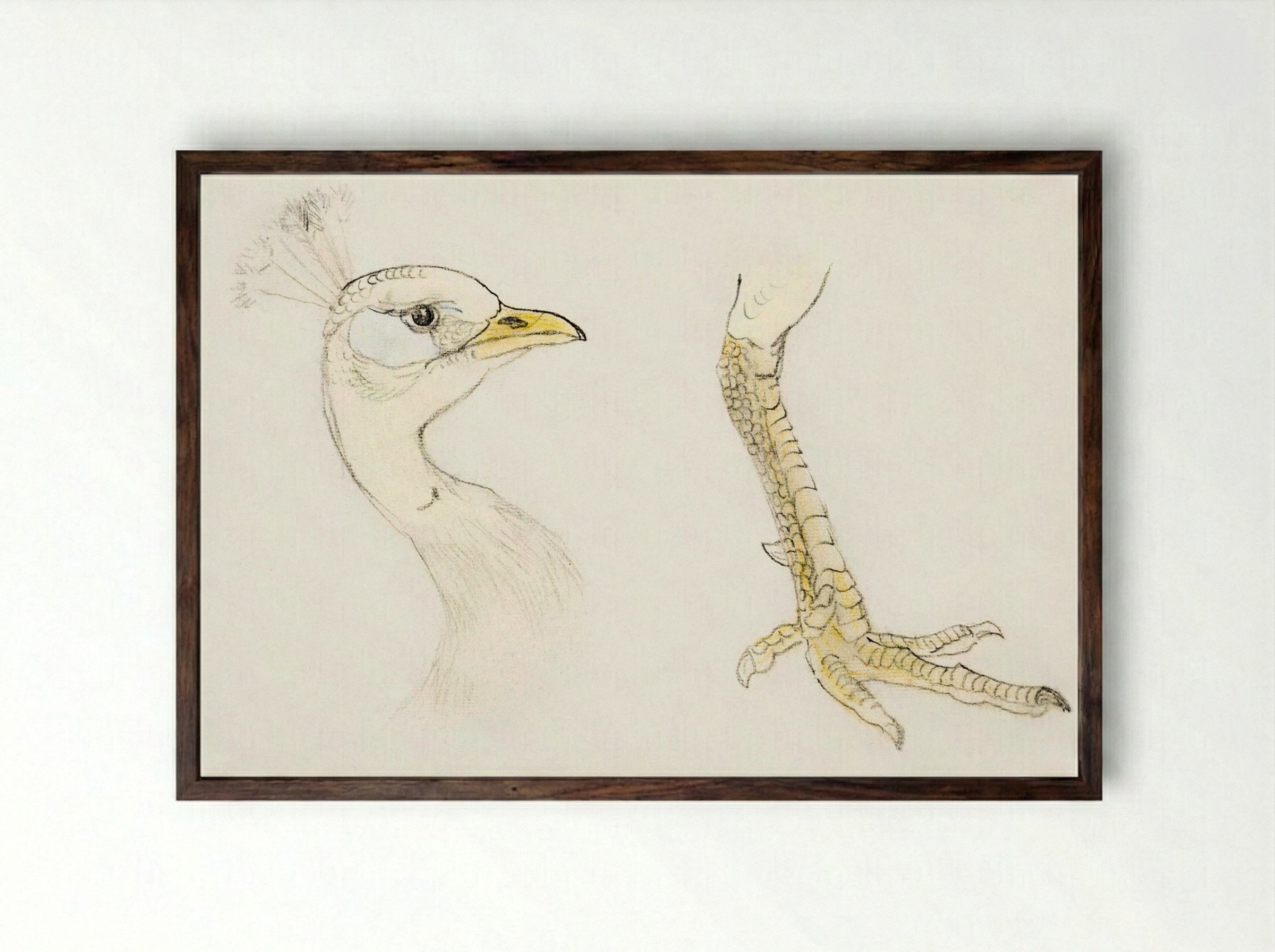 Head and Foot of a Peacock - Theo van Hoytema - Framed Print Dark Wood
