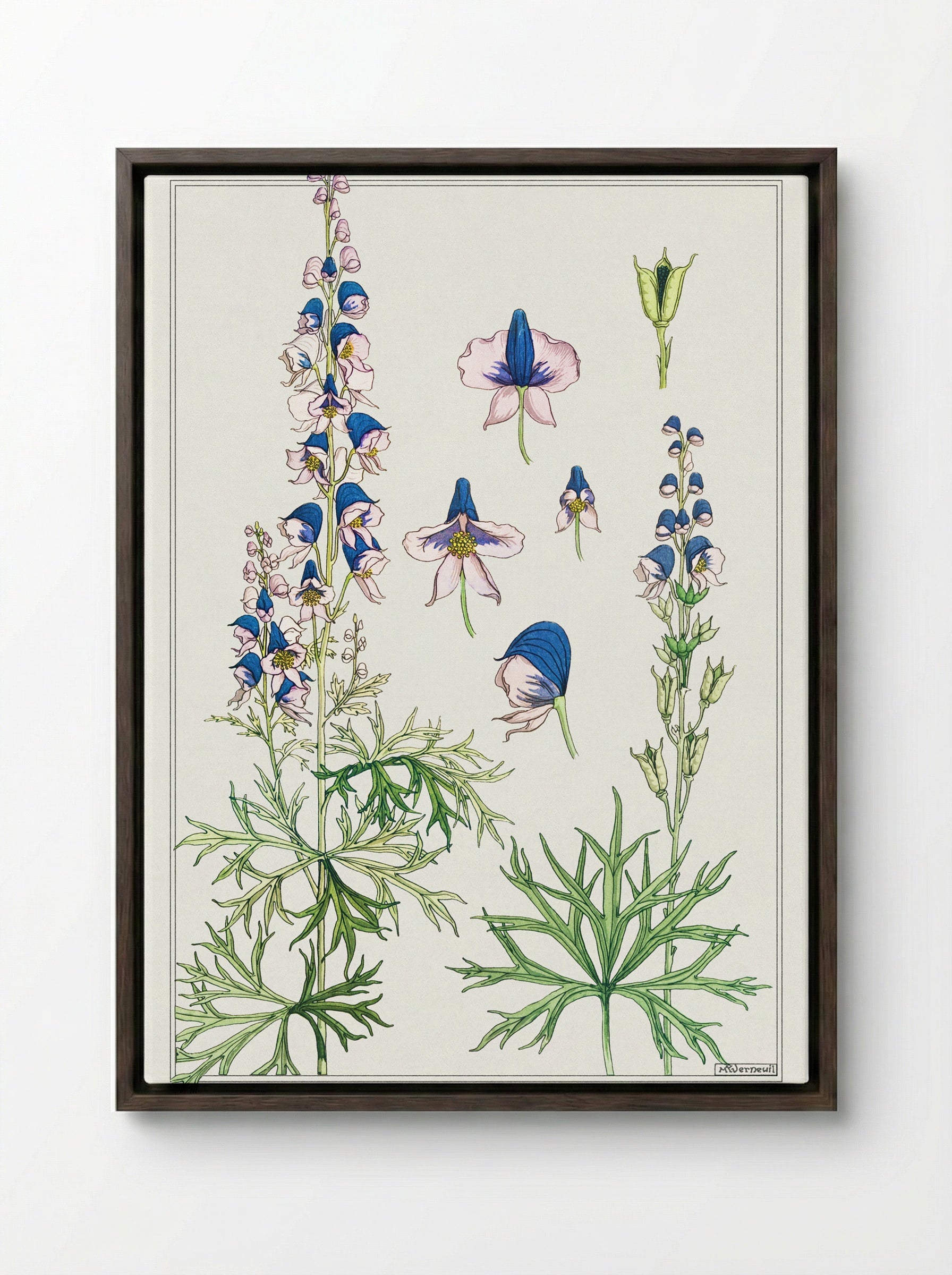 Aconite (Monkshood) - Maurice Pillard Verneuil - Framed Canvas Dark Wood