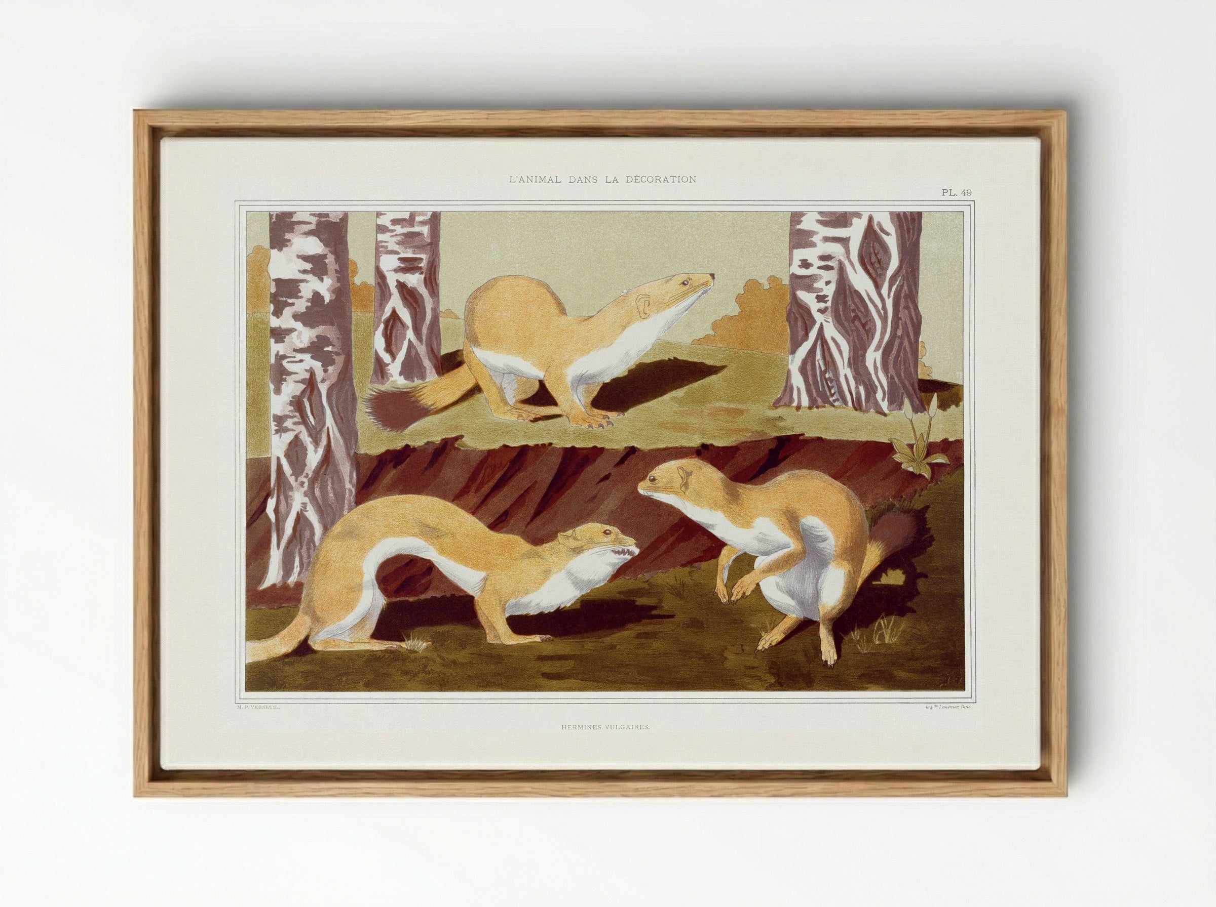 Hermines Vulgaires (Weasels) from L'animal dans la décoration - Maurice Pillard Verneuil - Framed Canvas Wood