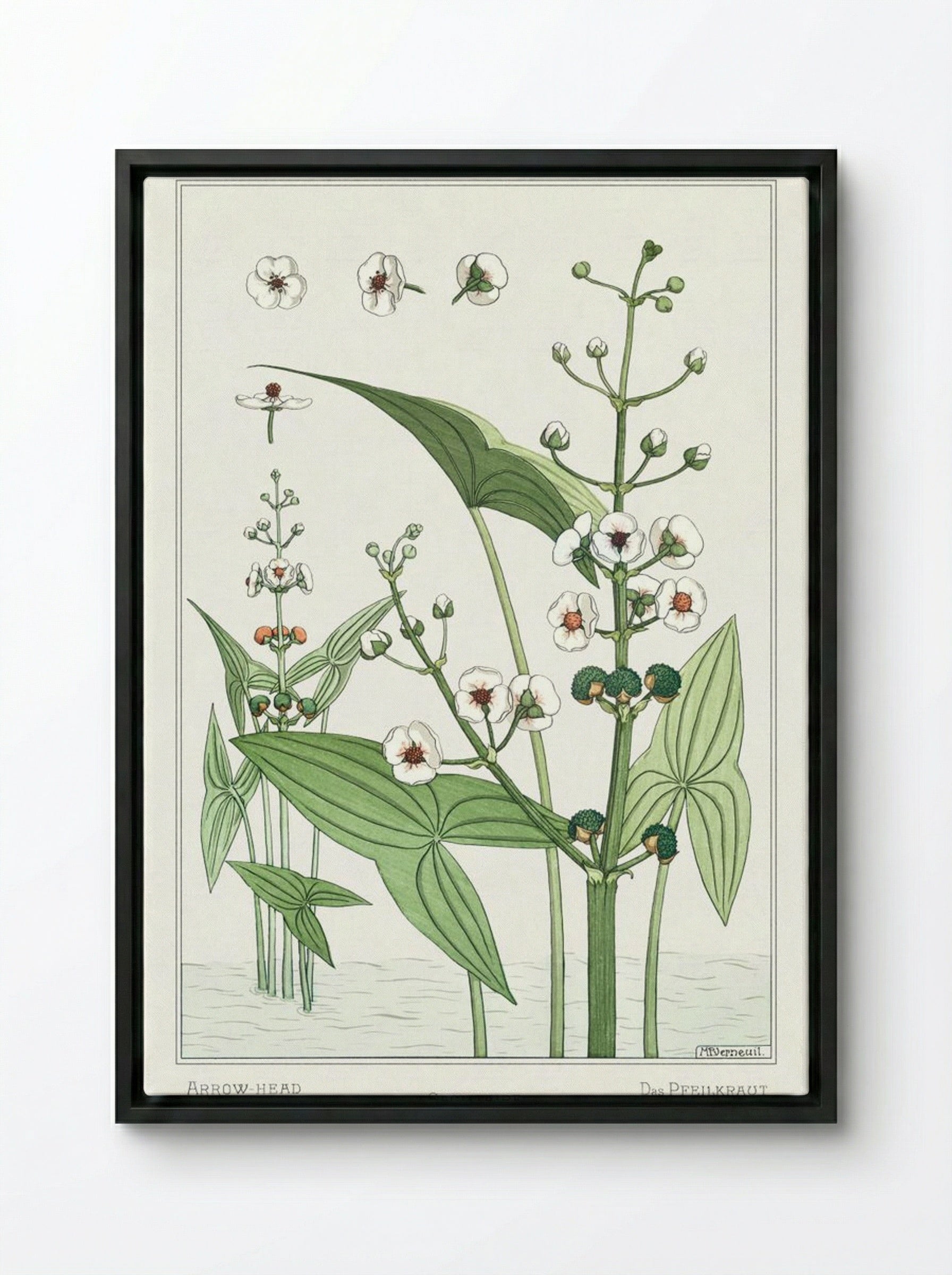 Sagittaire (Arrowhead) from La Plante et ses Applications ornementales - Maurice Pillard Verneuil - Framed Canvas Black