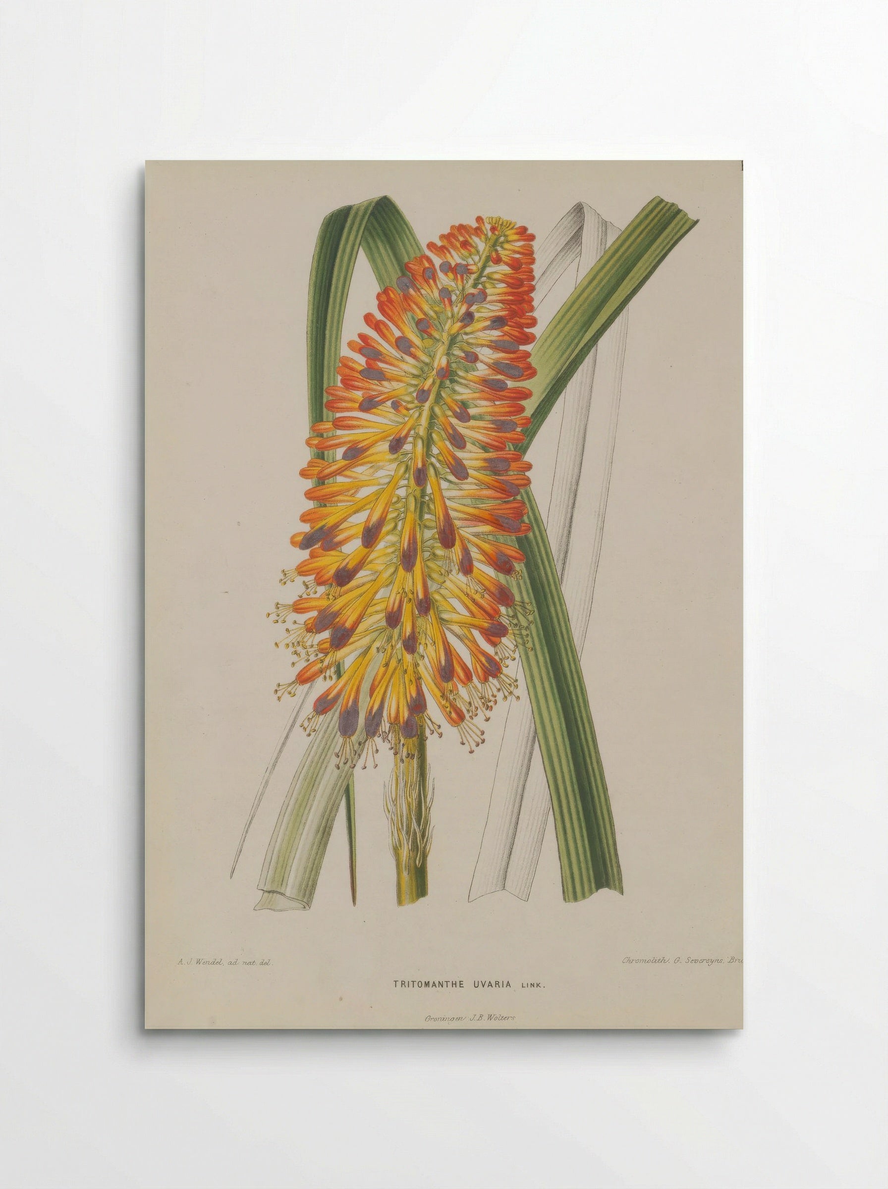 Aloe Uvaria L. - A. J. Wendel - Poster