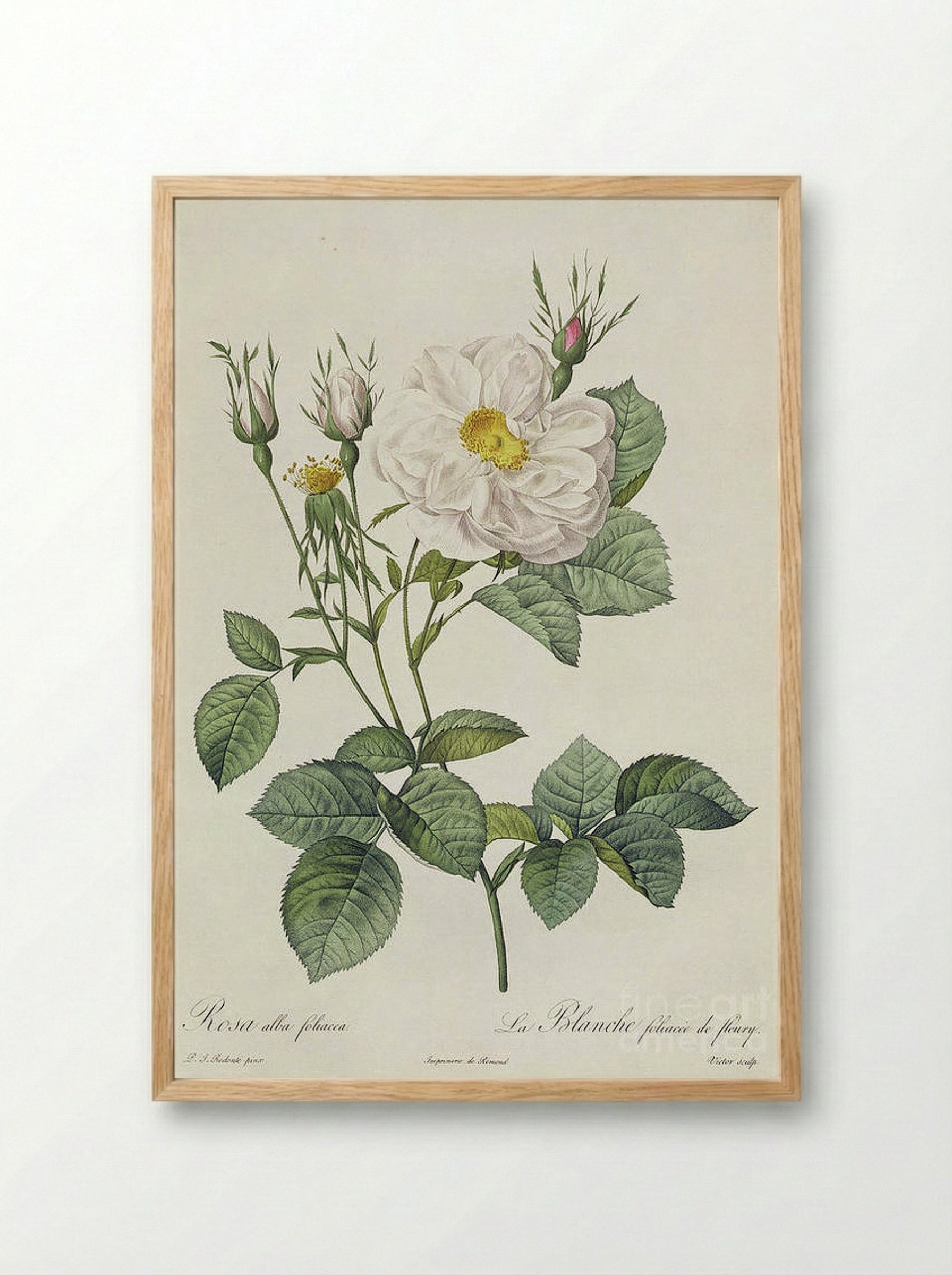 Rosa Alba Foliacea - Pierre-Joseph Redouté - Framed Print Wood