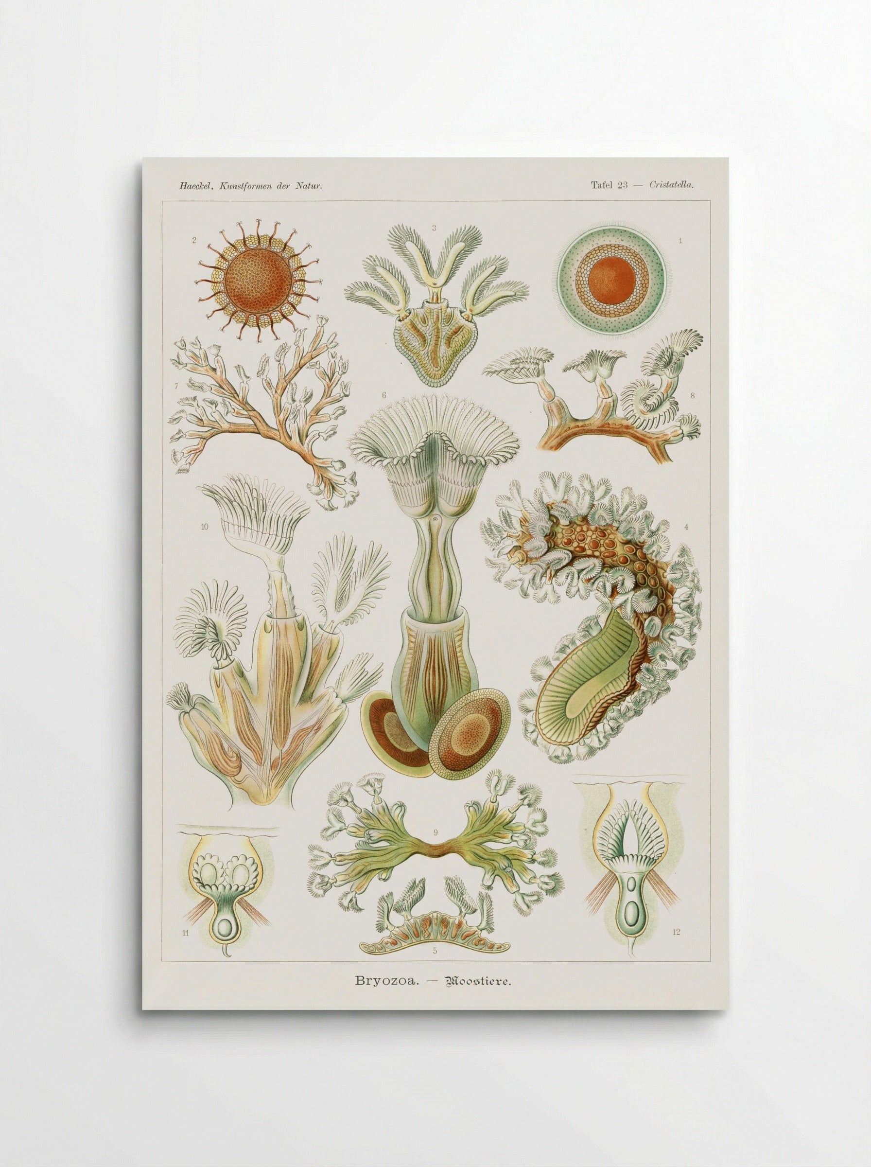 Bryozoa-Moostiere (1904) - Ernst Haeckel - Poster