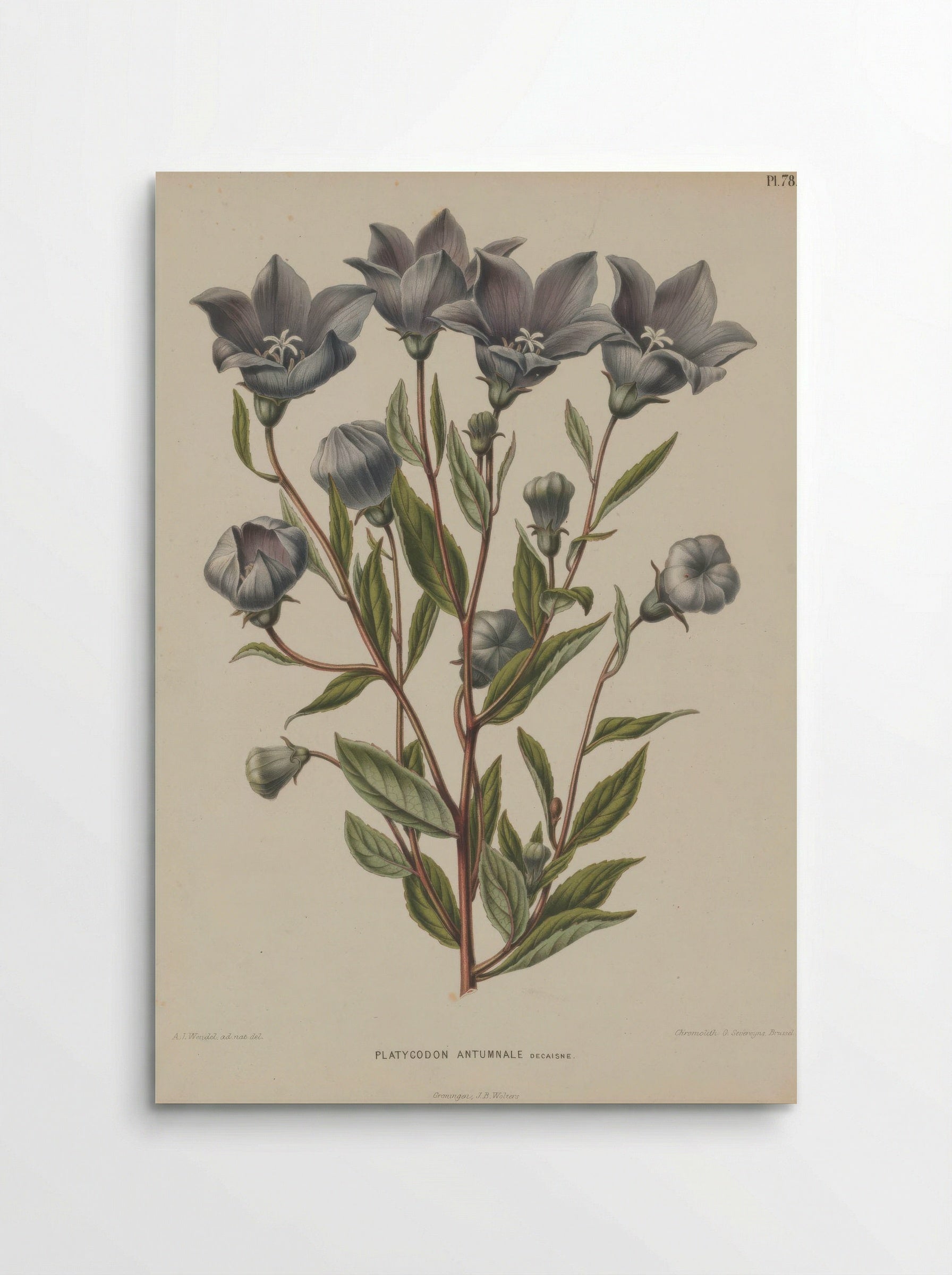 Campanula Grandiflora Jacq. - A. J. Wendel - Poster