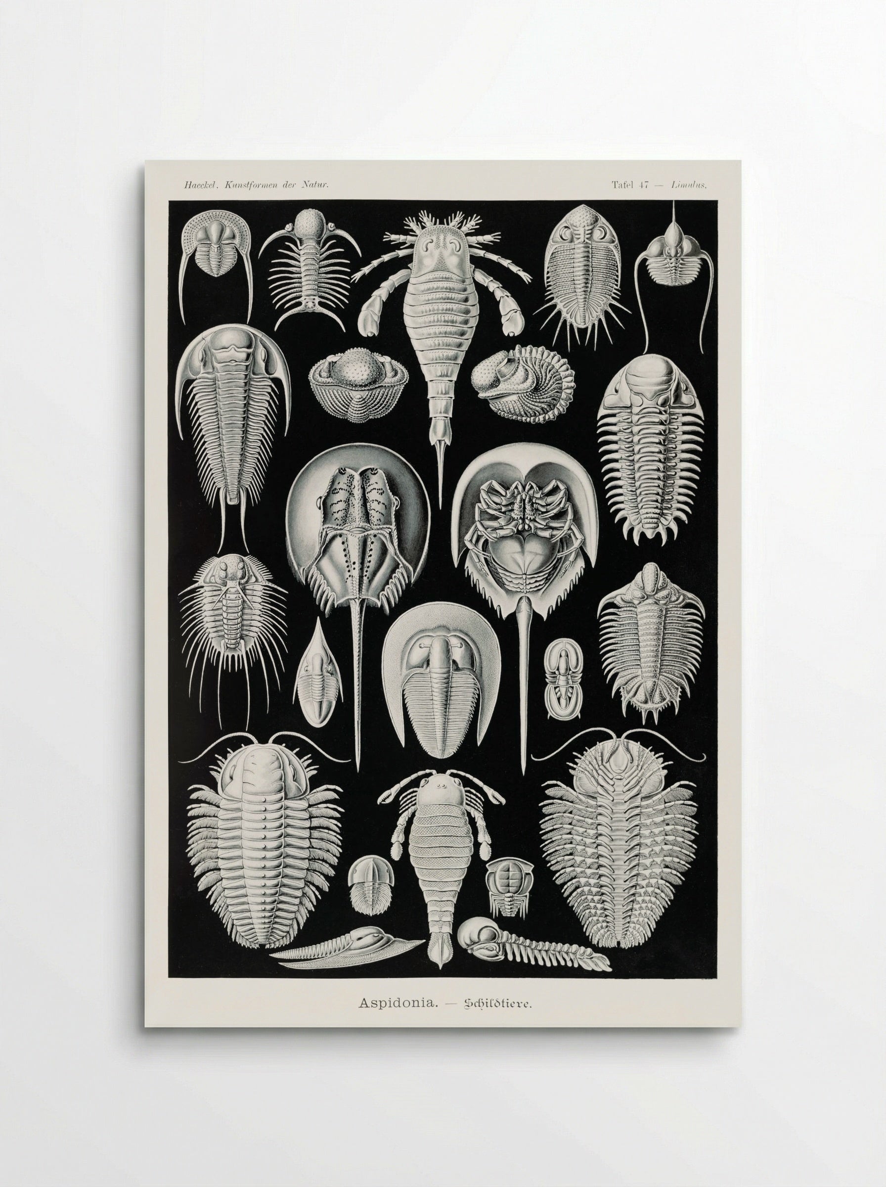 Aspidonia-Schildtiere (1904) - Ernst Haeckel - Poster
