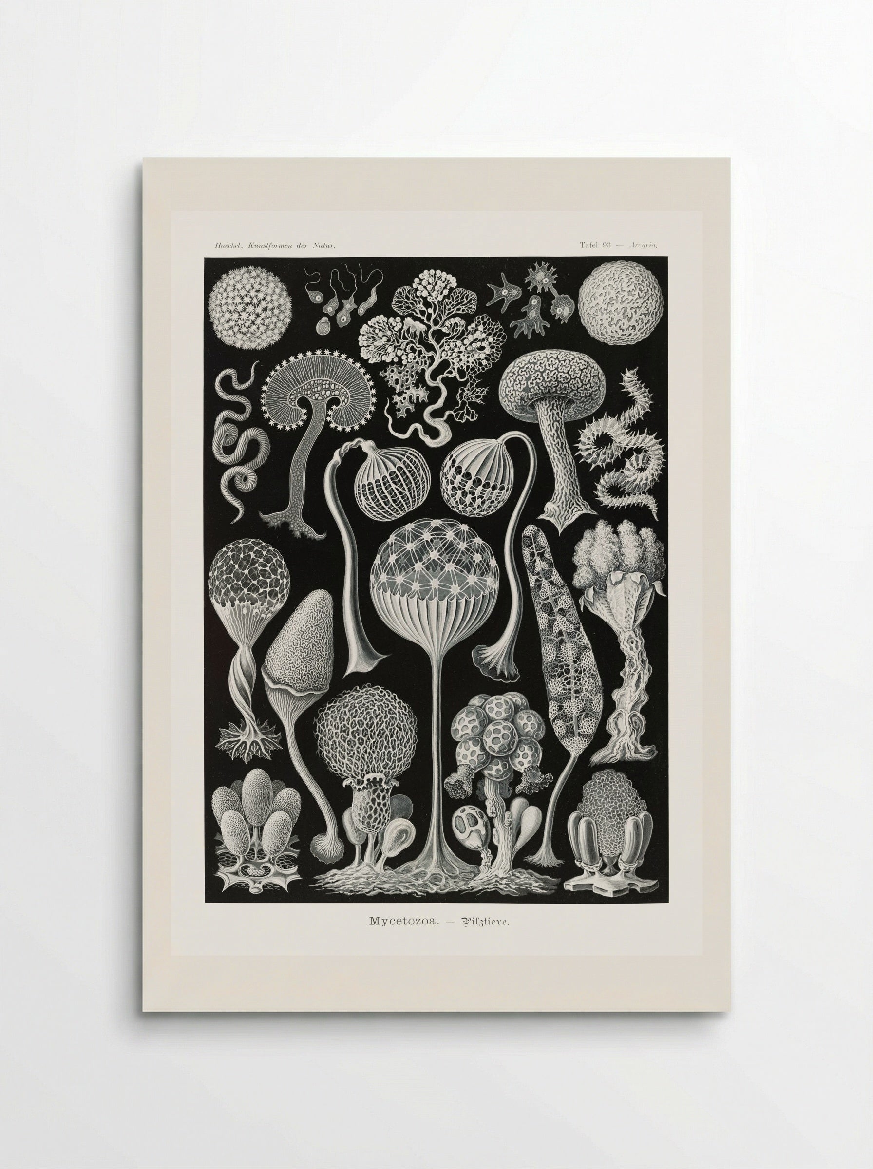 Mycetozoa-Pilztiere (1904) - Ernst Haeckel - Poster