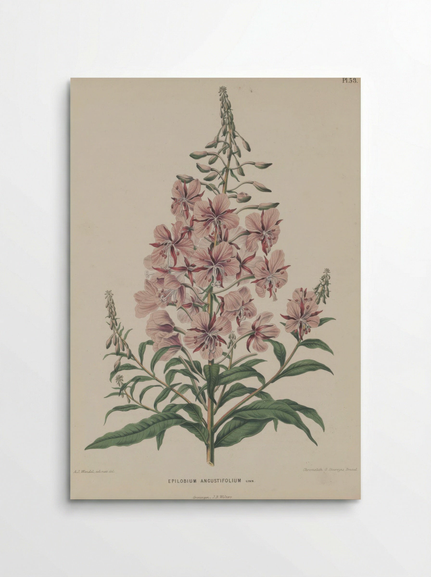 Epilobium Angustifolium L. - A. J. Wendel - Poster