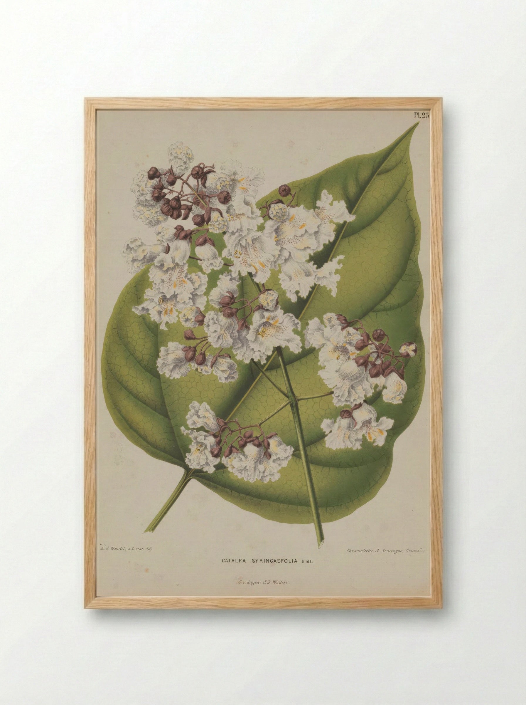 Catalpa Bignonioides Walter - A. J. Wendel - Framed Print Wood