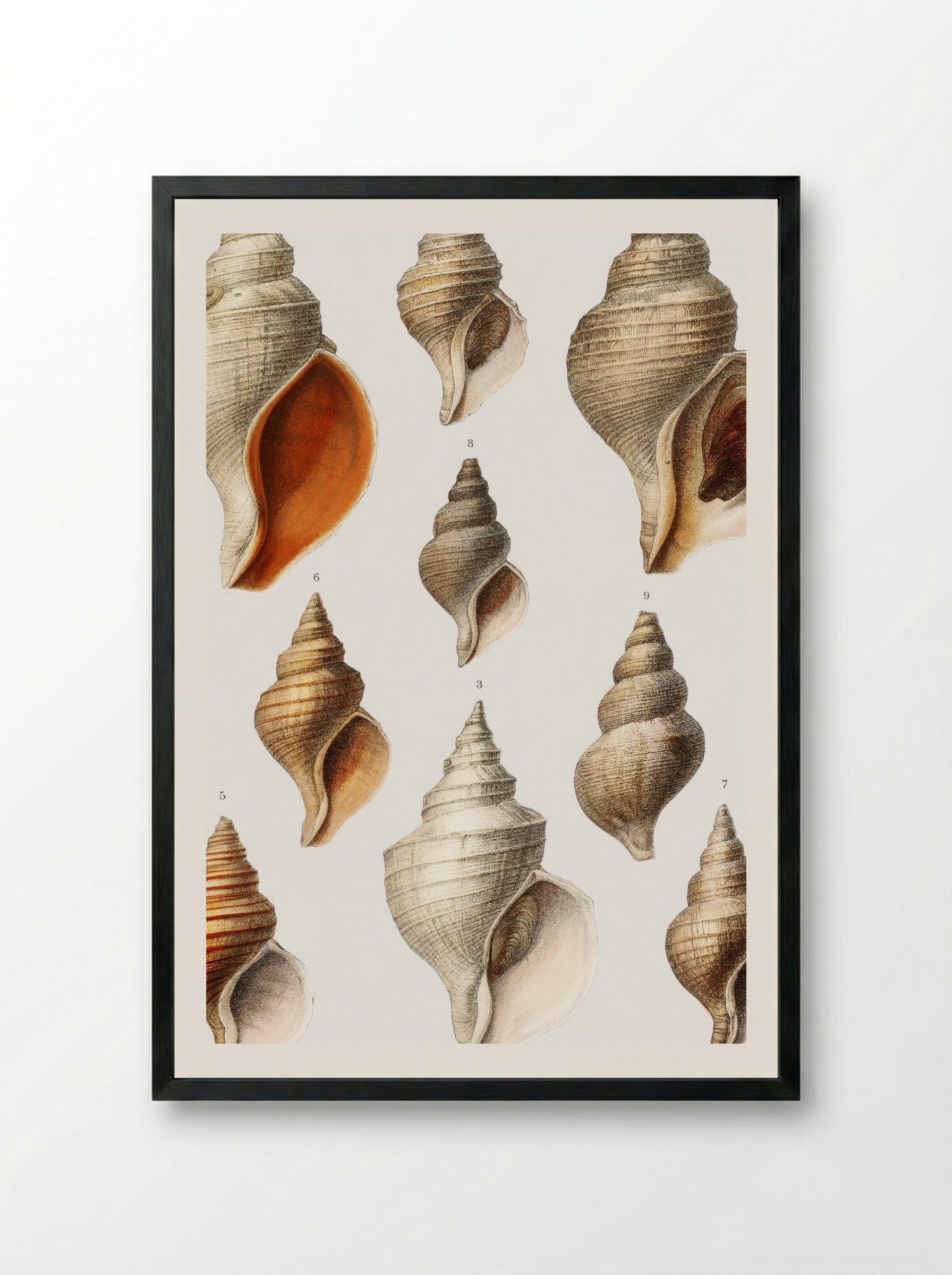 Molluscs of the Northern Seas - Albert I of Monaco - Framed Print Black