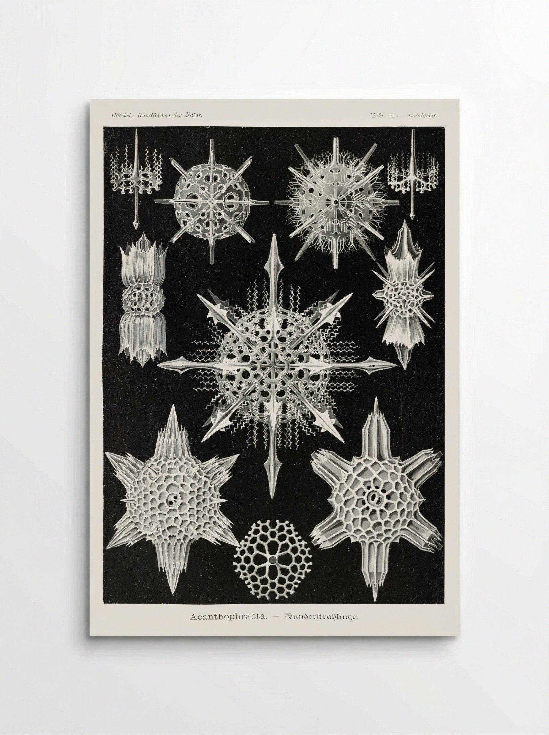 Acanthophracta-Wunderstrahlinge (1904) - Ernst Haeckel - Poster