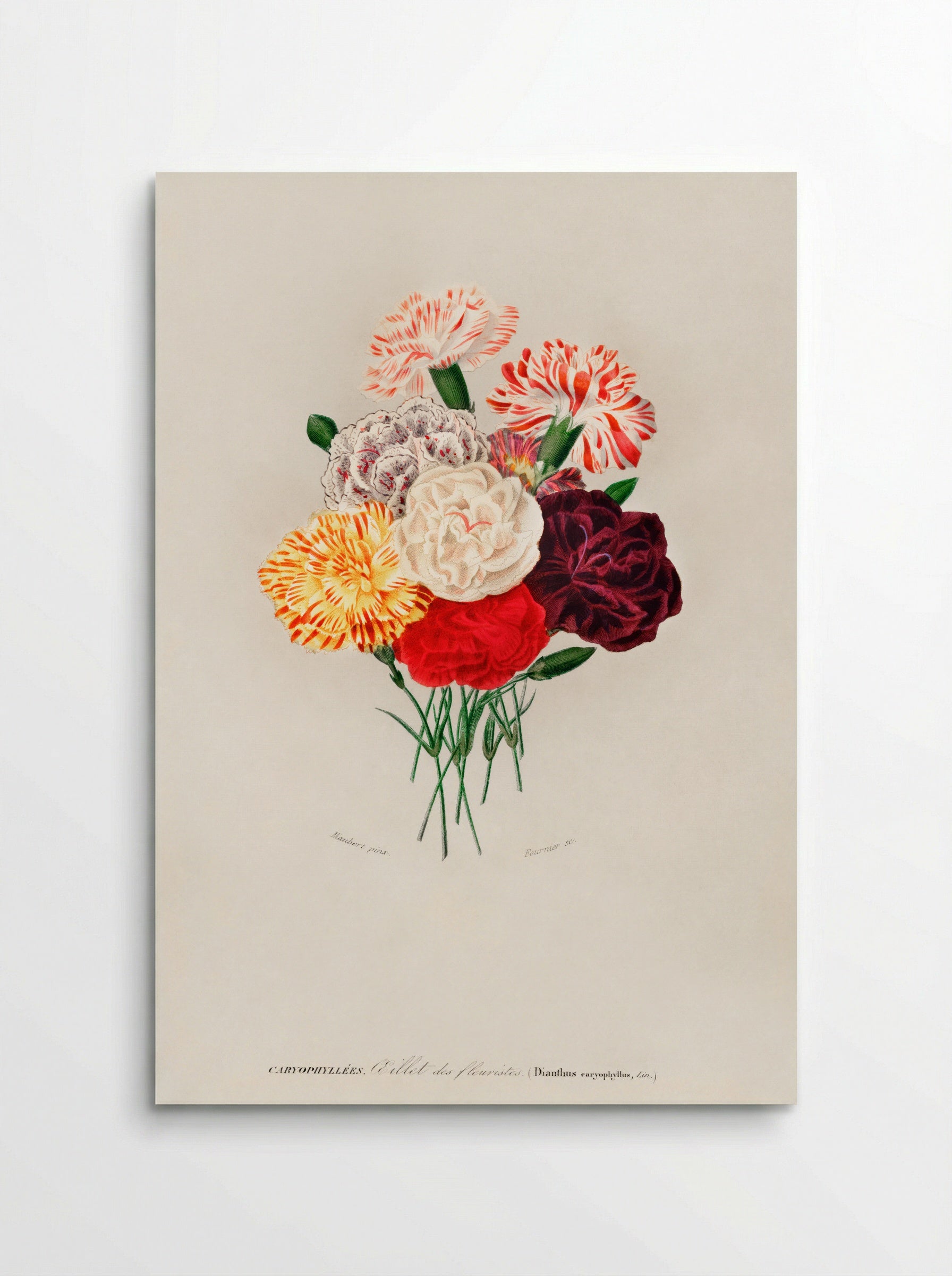 Carnation (Dianthus caryophyllus) - Charles Dessalines D'Orbigny - Poster