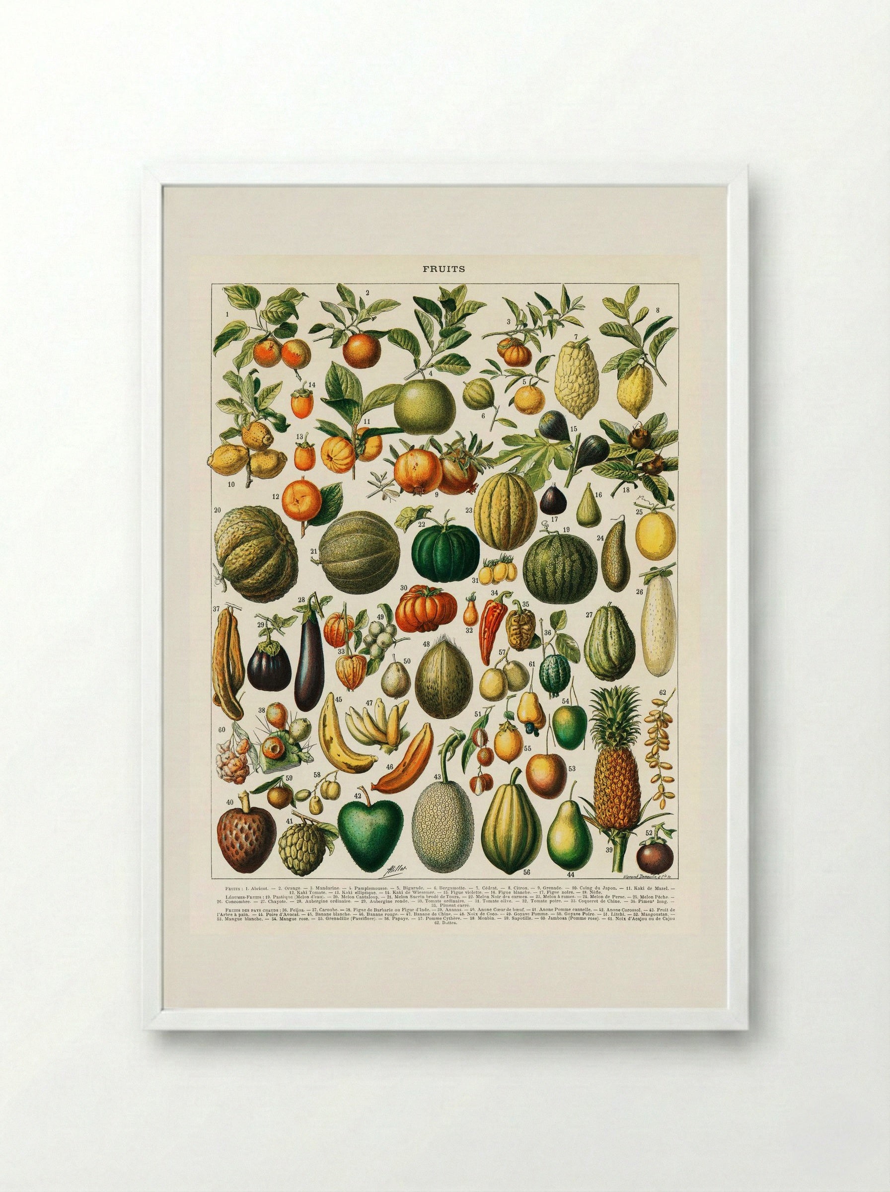Fruits and Vegetables (Nouveau Larousse Illustré) - Pierre-Auguste Larousse - Framed Print White
