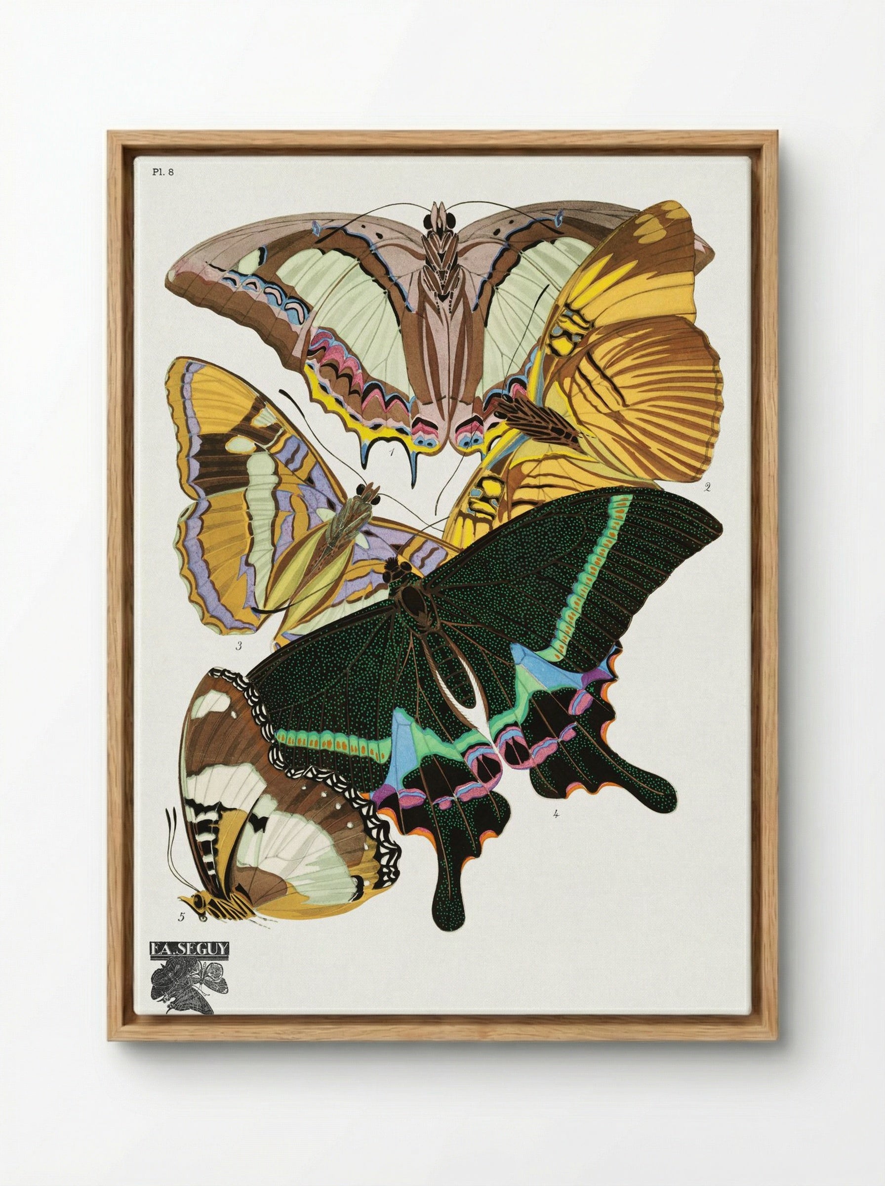 Butterflies (Plate 8) - Émile-Allain Séguy - Framed Canvas Wood