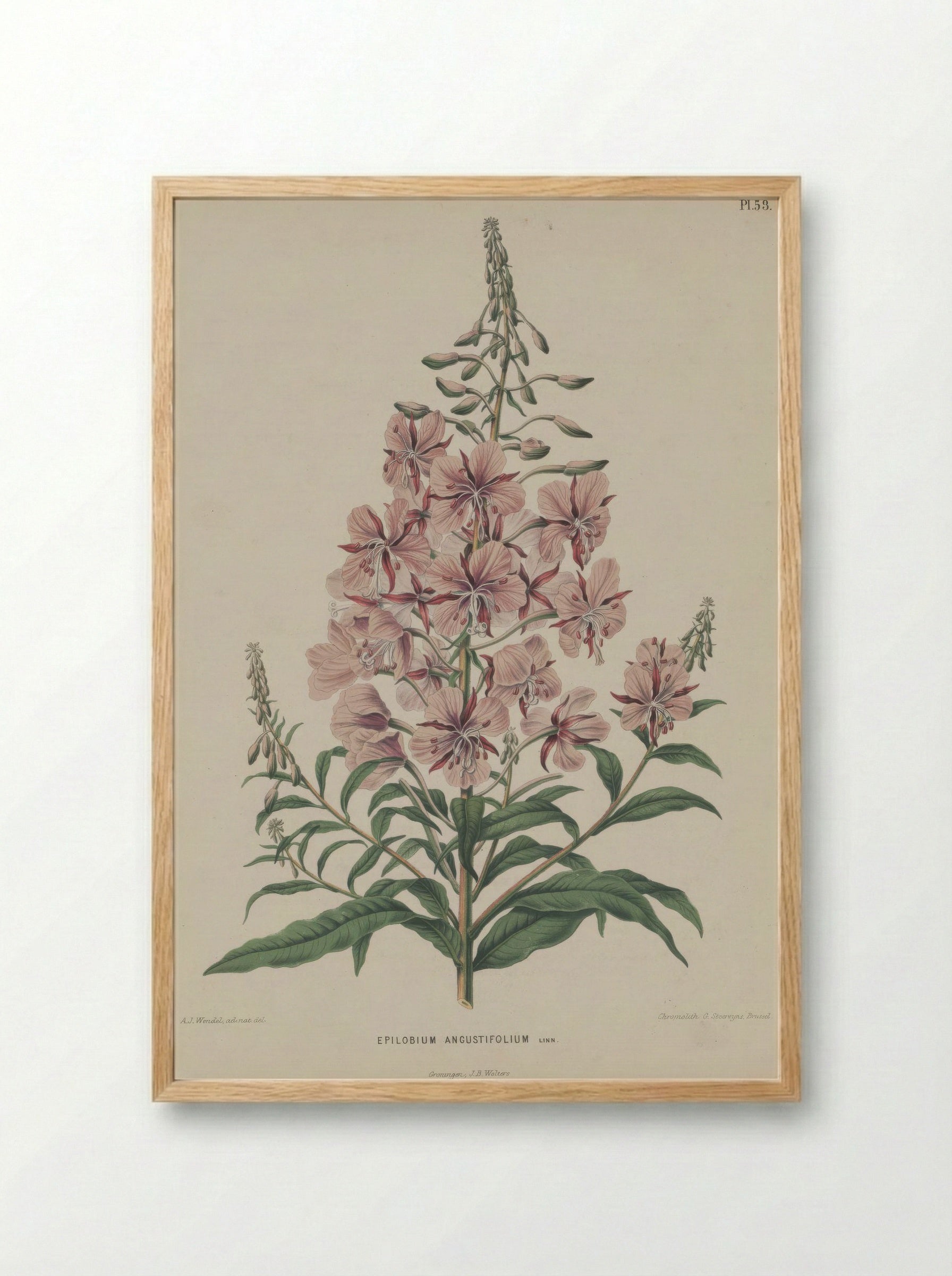 Epilobium Angustifolium L. - A. J. Wendel - Framed Print Wood