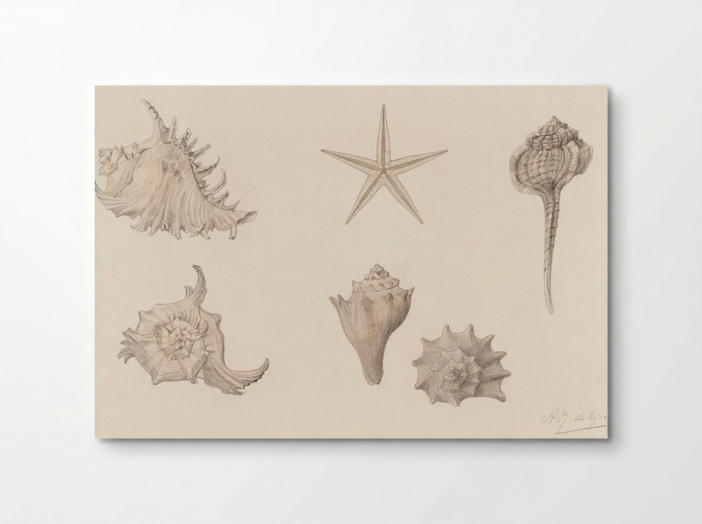 Shells - Julie de Graag - Poster