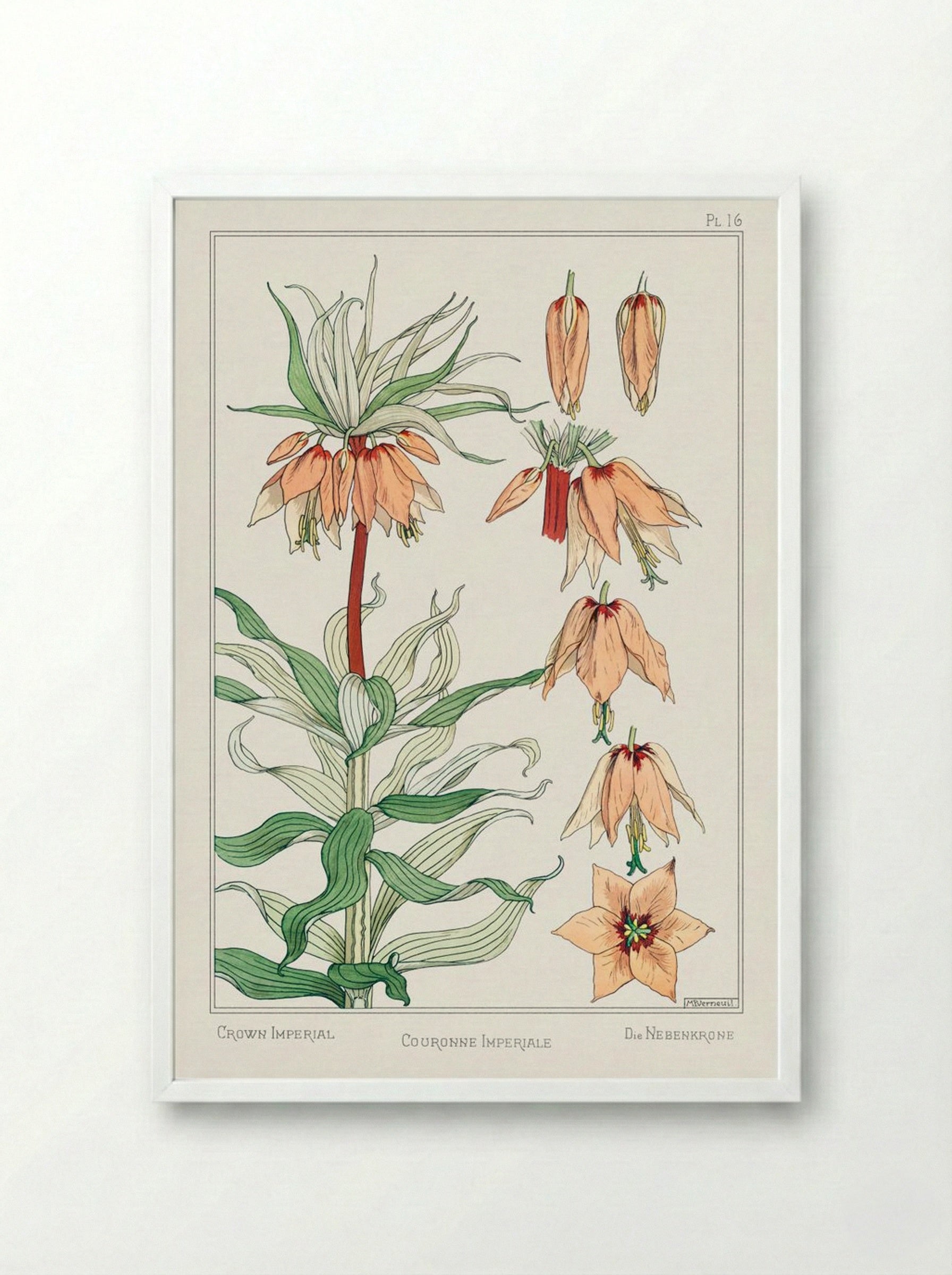 Couronne Impériale (Crown Imperial) - Maurice Pillard Verneuil - Framed Print White