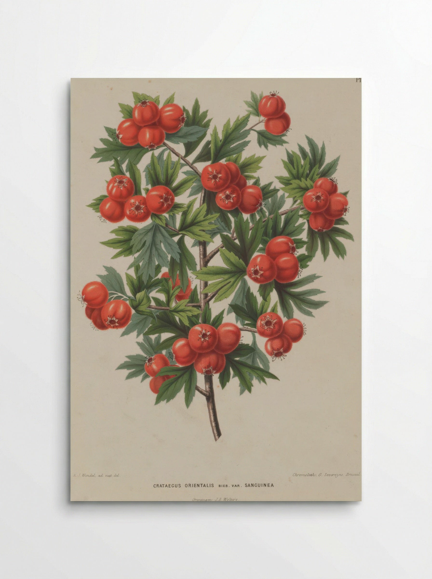 Crataegus Orientalis Pallas Ex Bieb. - A. J. Wendel - Poster
