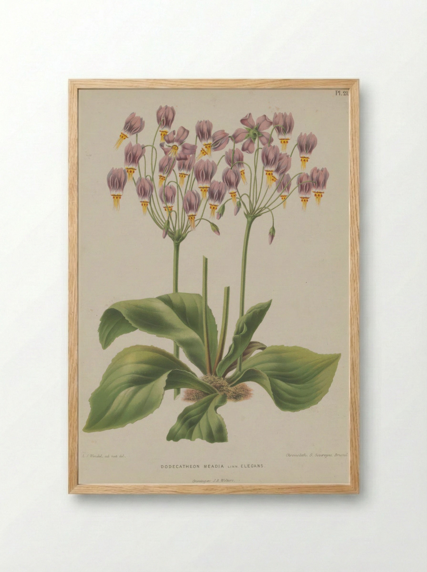 Dodecatheon Meadia L. - A. J. Wendel - Framed Print Wood