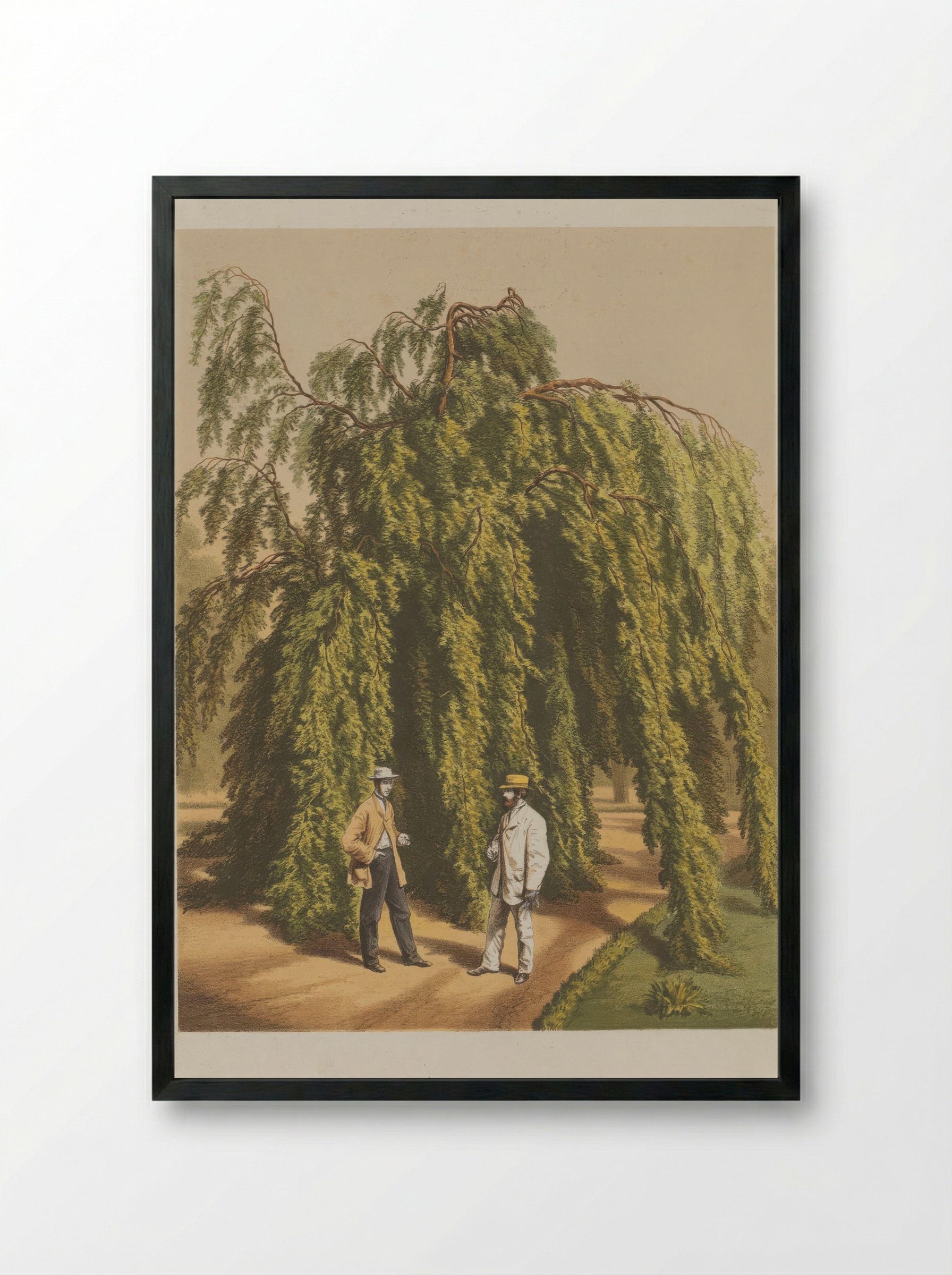 Fagus Sylvatica L - A. J. Wendel - Framed Print Black