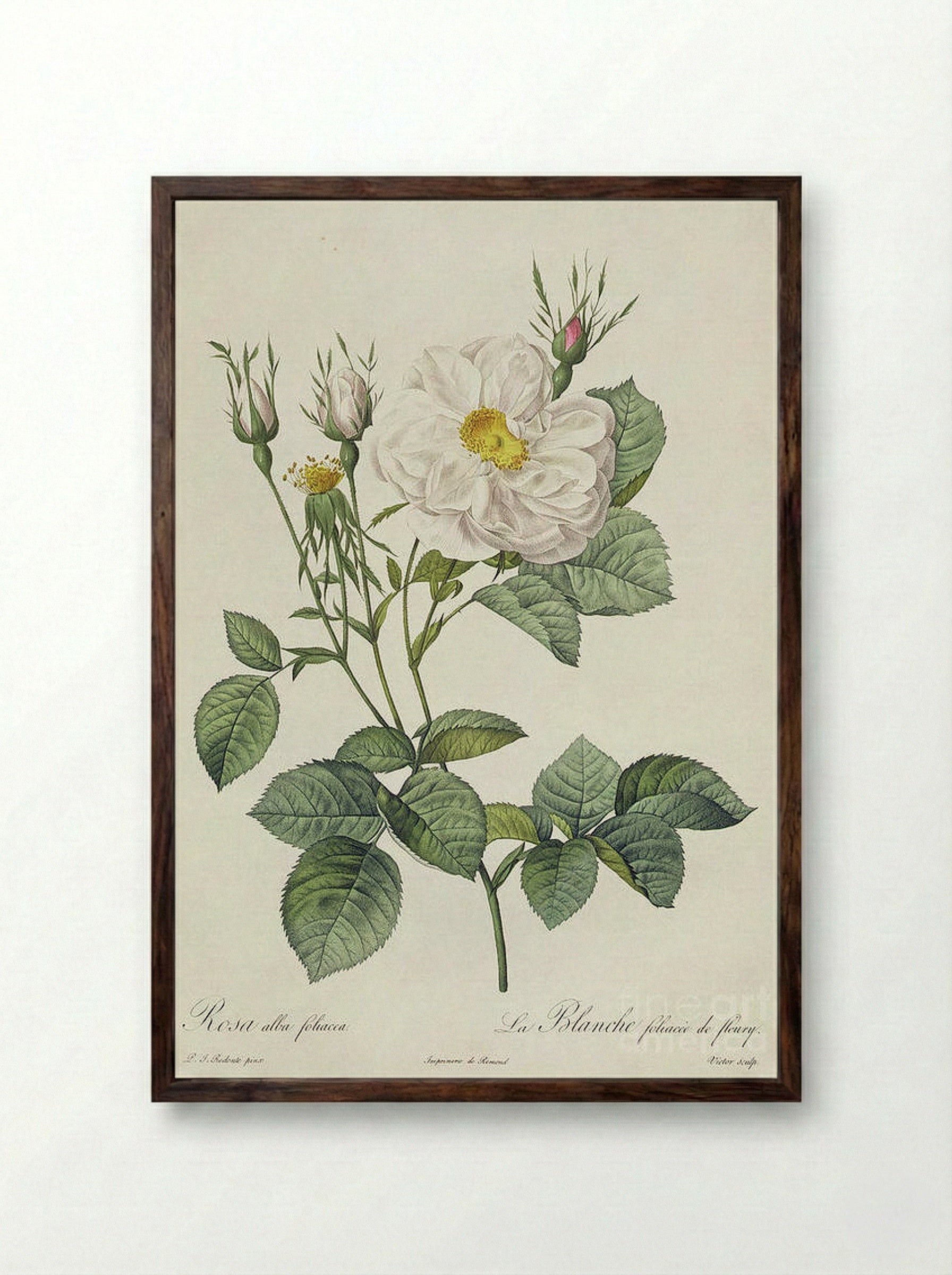 Rosa Alba Foliacea - Pierre-Joseph Redouté - Framed Print Dark Wood