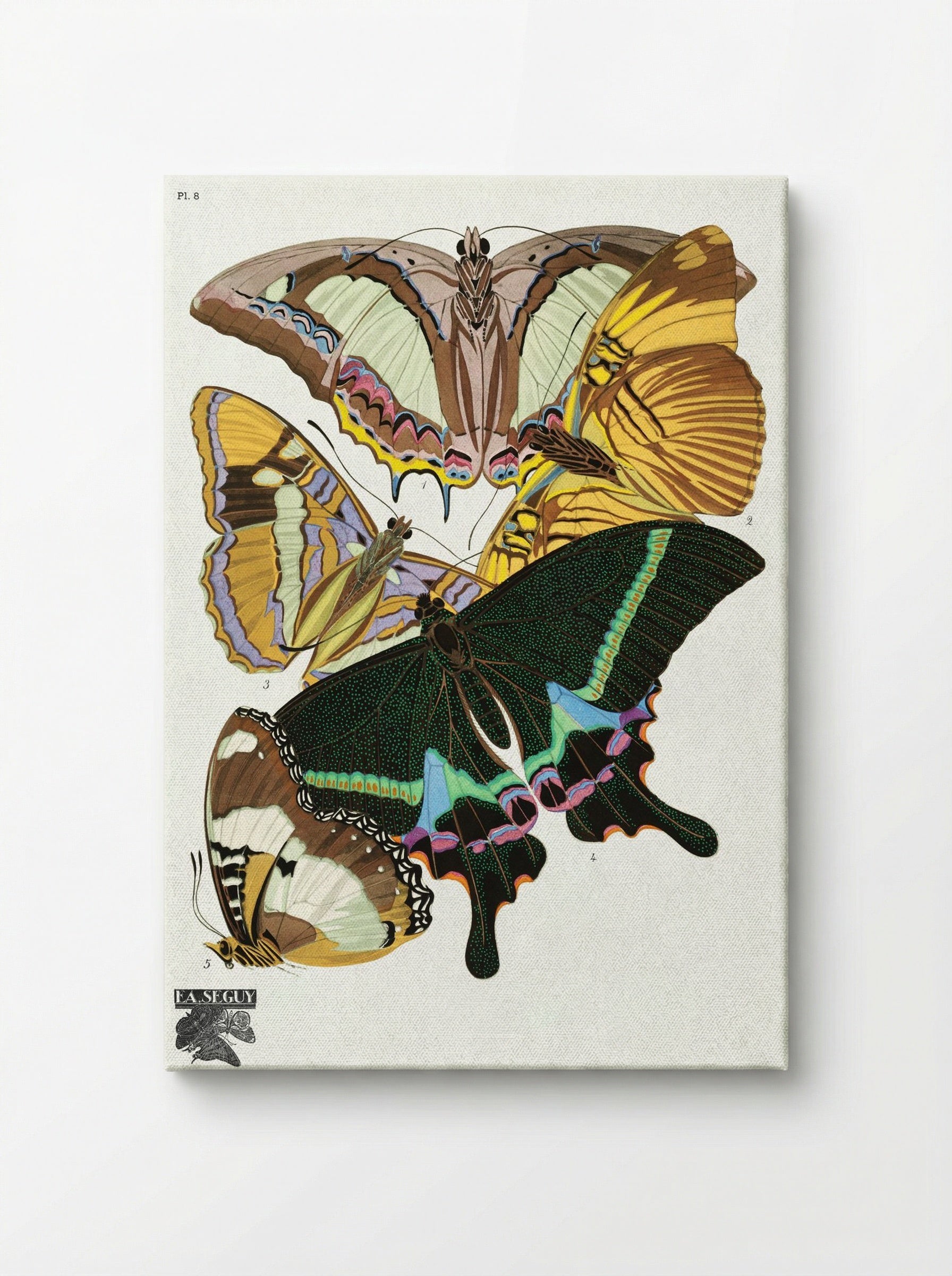 Butterflies (Plate 8) - Émile-Allain Séguy - Canvas