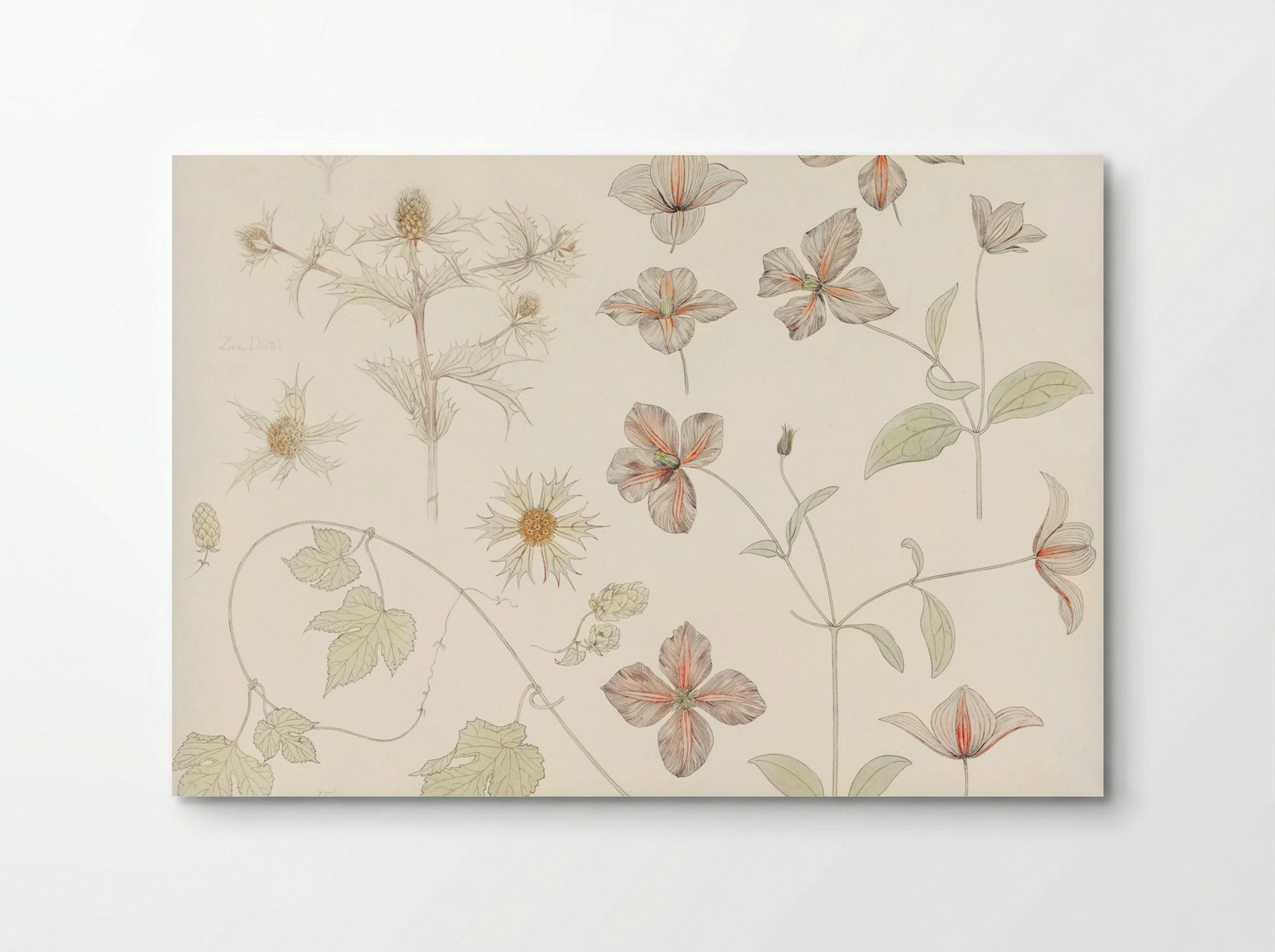 Study Sheet with Sea Thistle, Hop and Clematis - Julie de Graag - Poster
