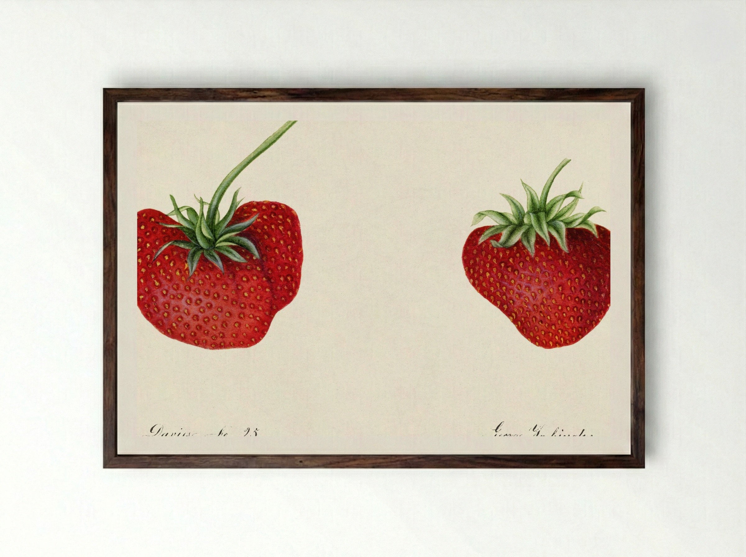 Strawberries (Fragaria) (1890) - William Henry Prestele - Framed Print Dark Wood