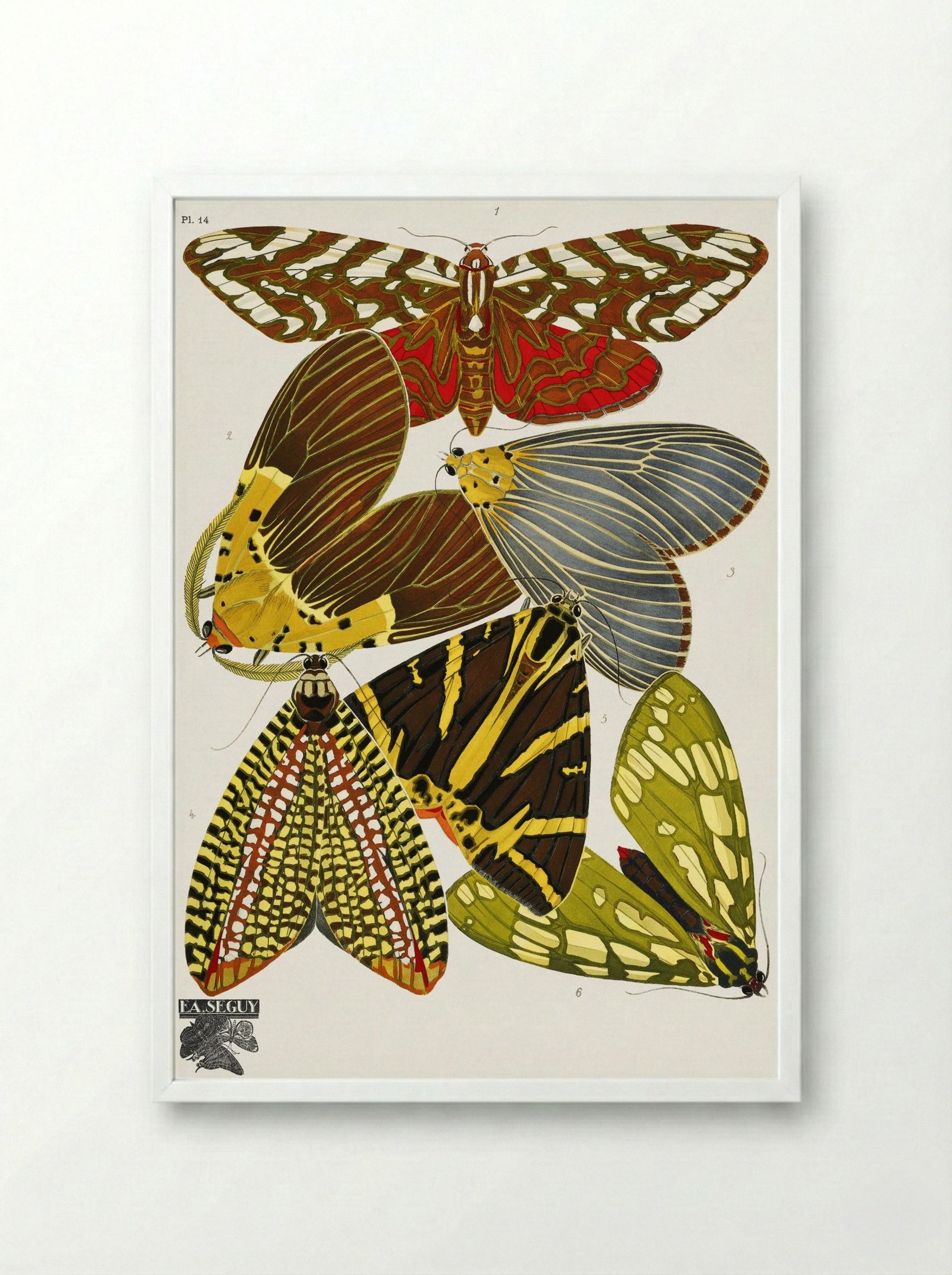Butterflies, Plate 14 - Émile-Allain Séguy - Framed Print White